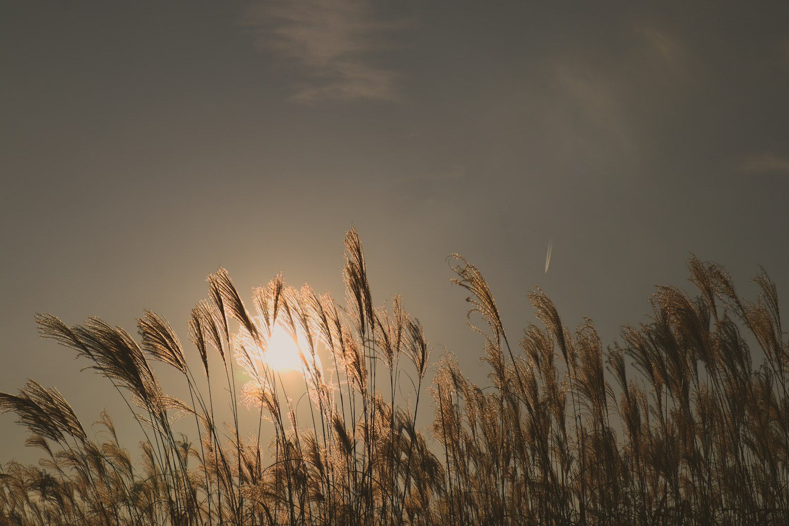 Ein Grasfeld mit sonnenbeschienen Halmen gegen einen Sonnenuntergang