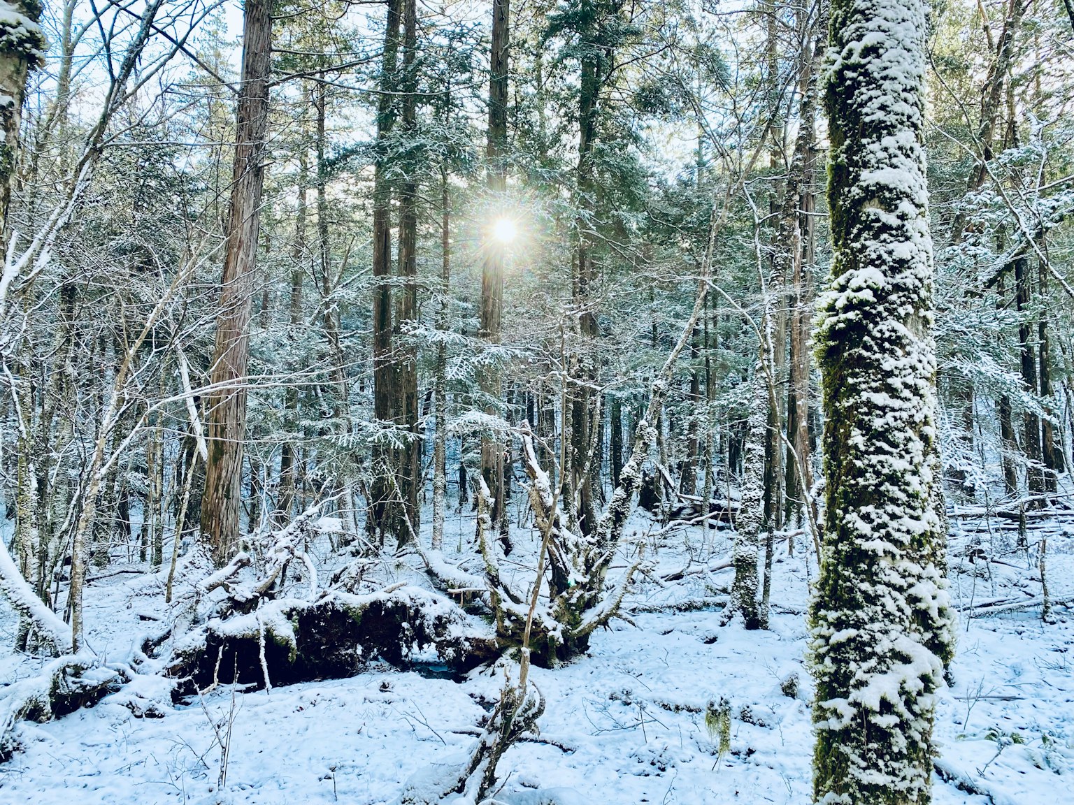 被雪覆蓋的森林場景和發光的光線