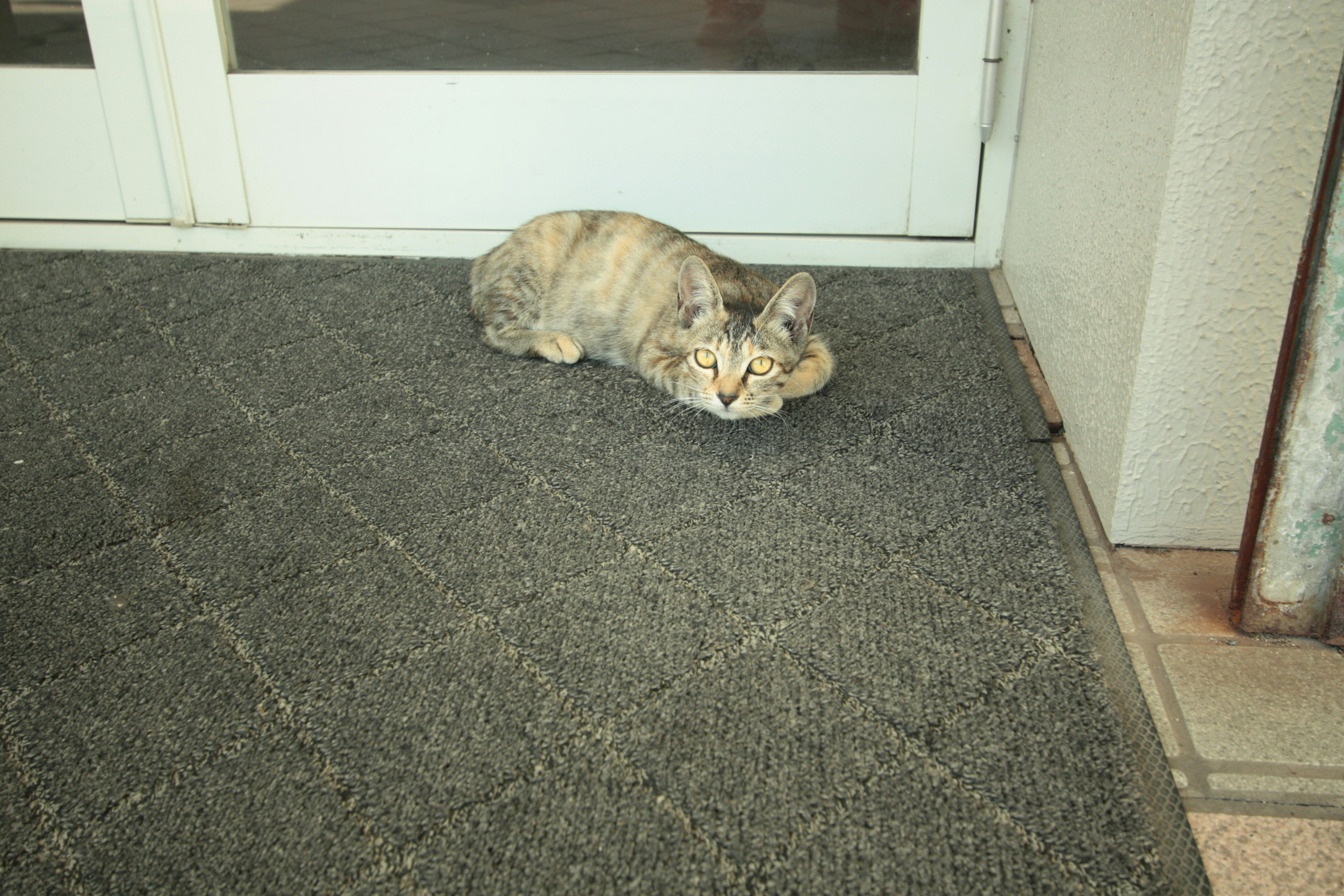 玄関先の床にいる猫