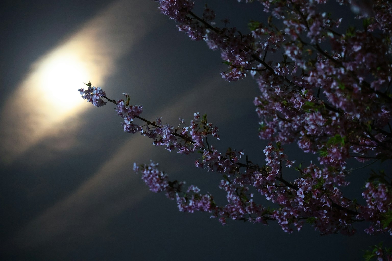 Ramo di ciliegio illuminato dalla luce della luna