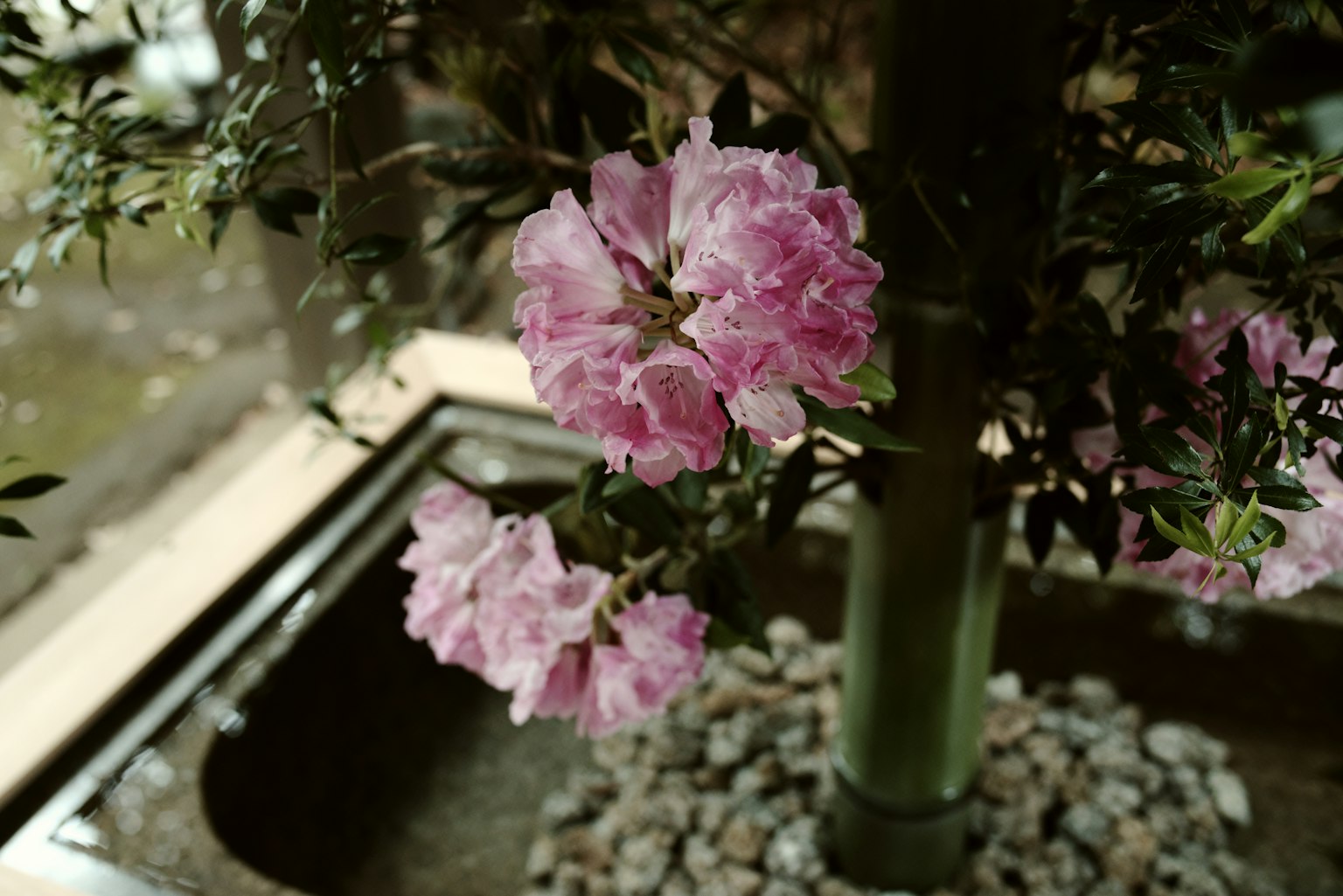 Fiori rosa e tronco di bambù in un giardino