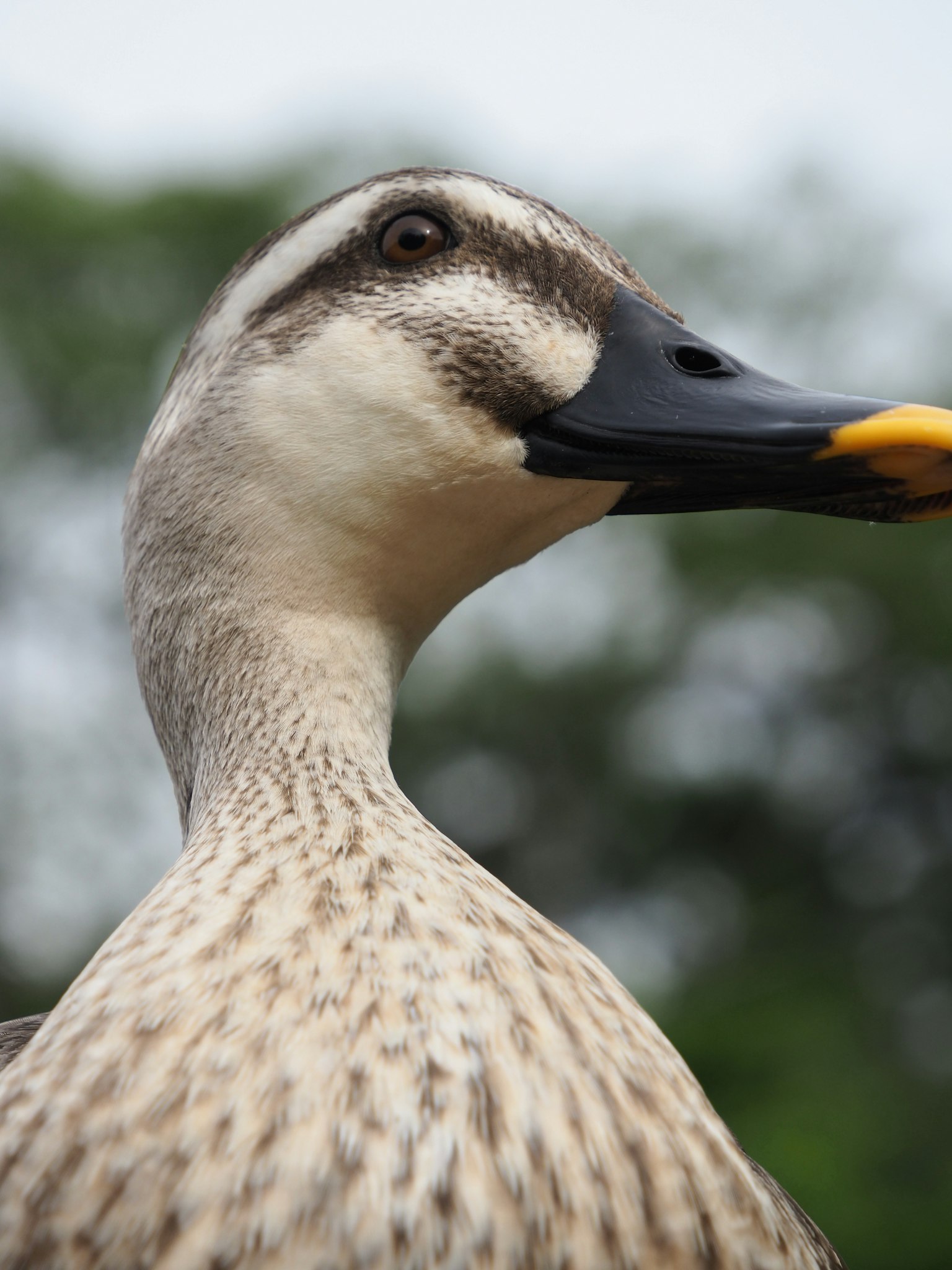 Nahaufnahme des Gesichts einer Ente mit einem lebhaften gelben Schnabel und markanten Mustern