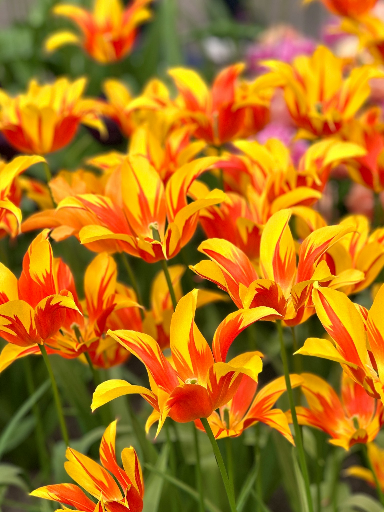 Tulip oranye dan kuning yang cerah mekar di taman bunga