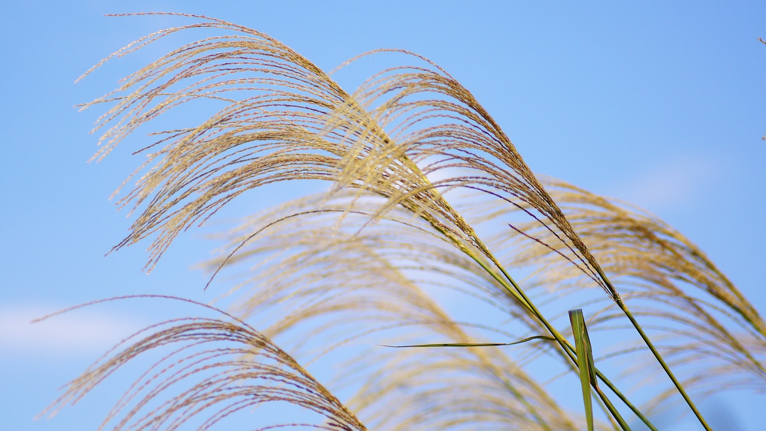 Erba dorata chiara che ondeggia sotto un cielo blu