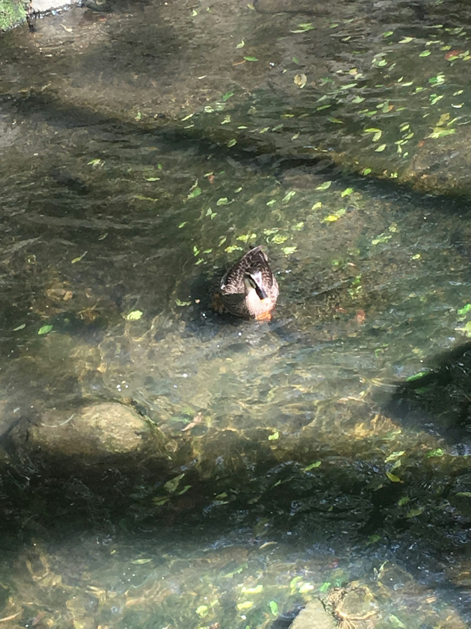 水中可見鴨子的頭和嘴