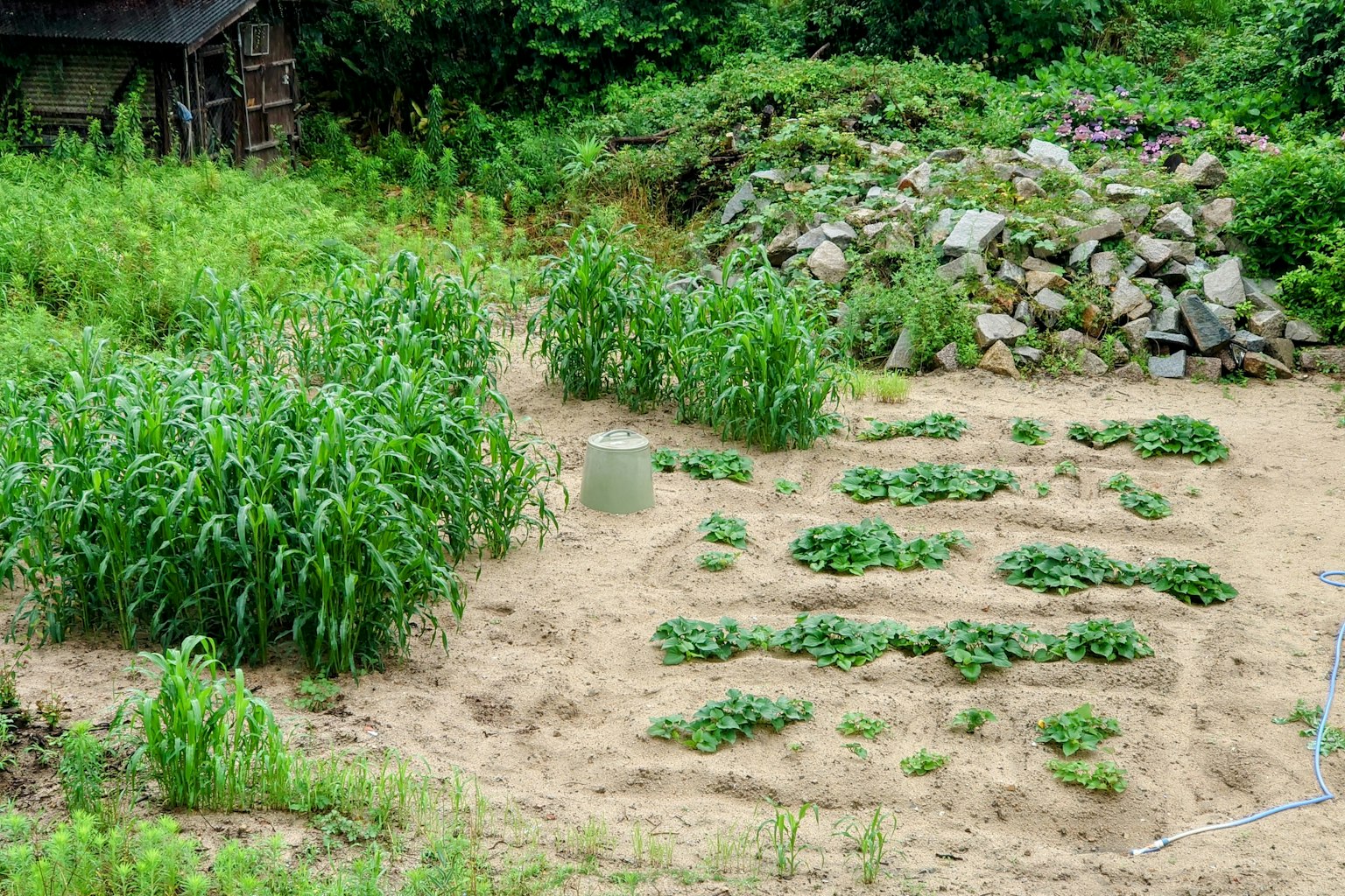 Un petit jardin potager avec des plantes vertes et un tas de pierres en arrière-plan