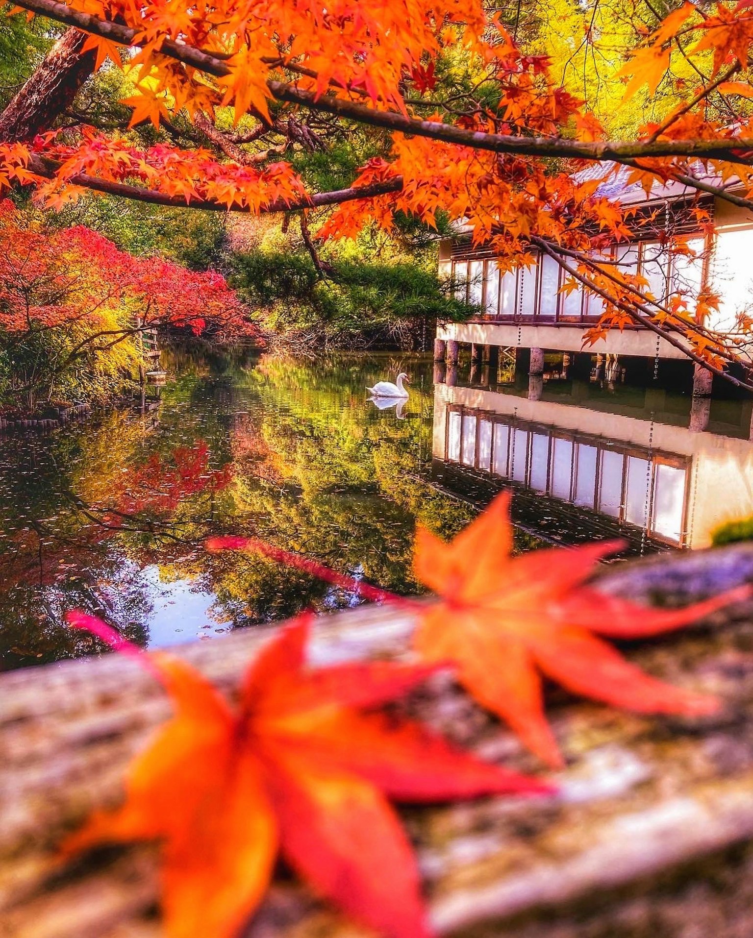 Feuilles d'automne vibrantes avec un reflet serein d'un bâtiment dans l'eau