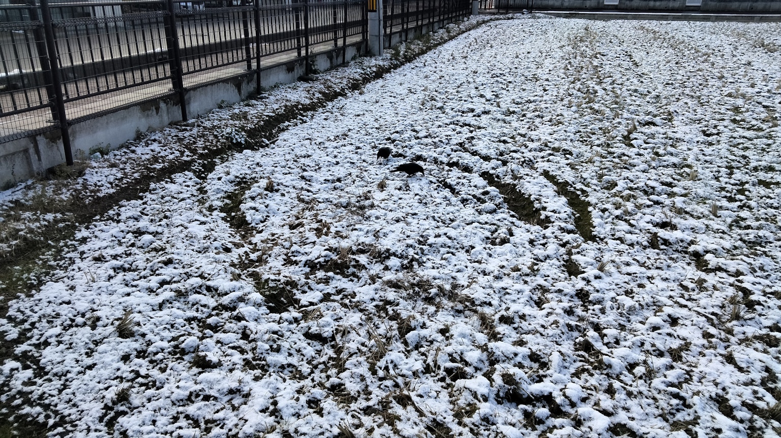 Marcas de neumáticos en hierba cubierta de nieve con una cerca