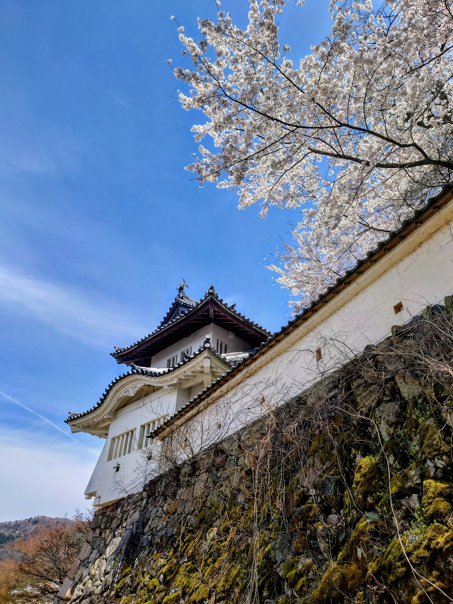 Beautiful castle exterior under cherry blossom trees and blue sky