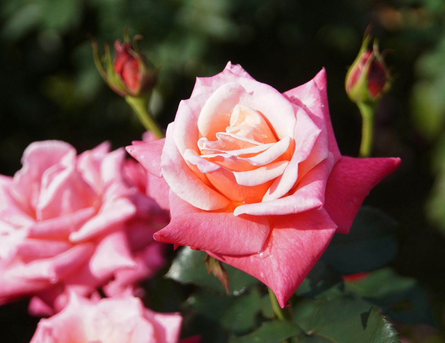 Bunga mawar pink yang indah dengan tunas di taman