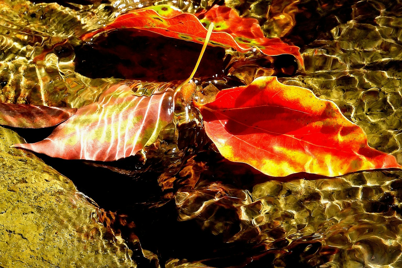 Hojas rojas flotando en la superficie del agua con reflejos