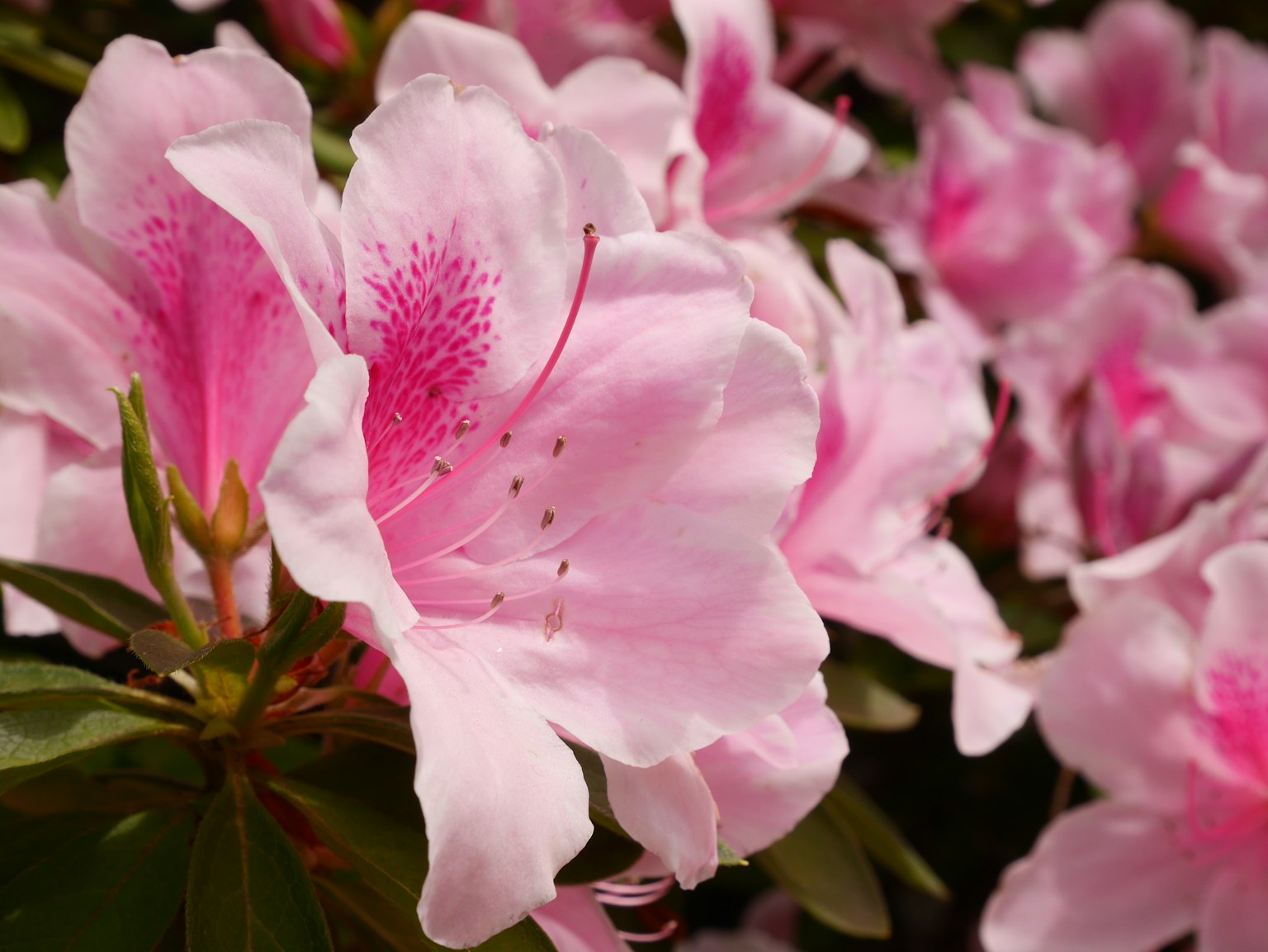 Flores de azalea rosa en plena floración con pétalos delicados