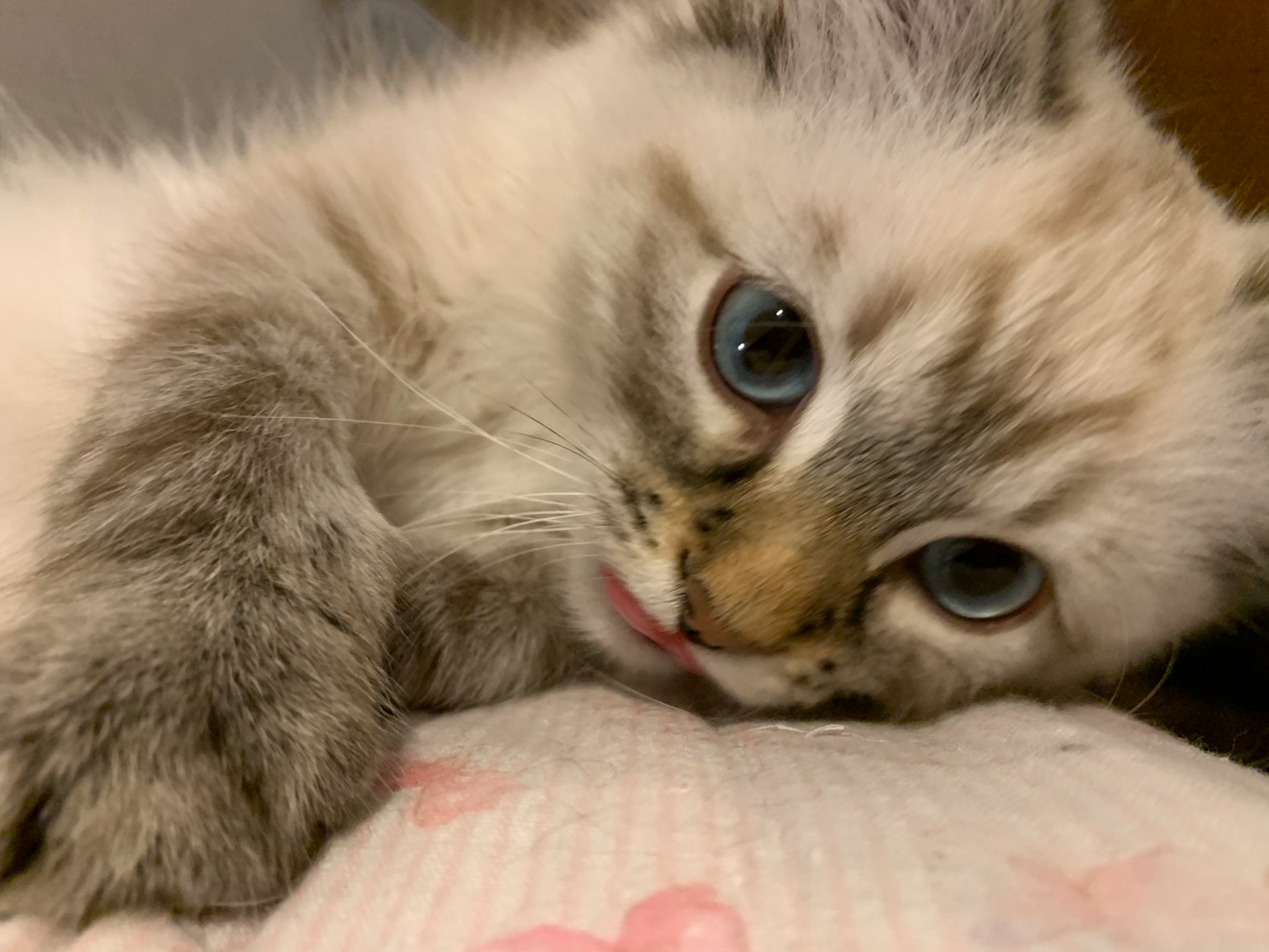 Un gattino grigio e bianco sdraiato con occhi blu brillanti e un'espressione adorabile