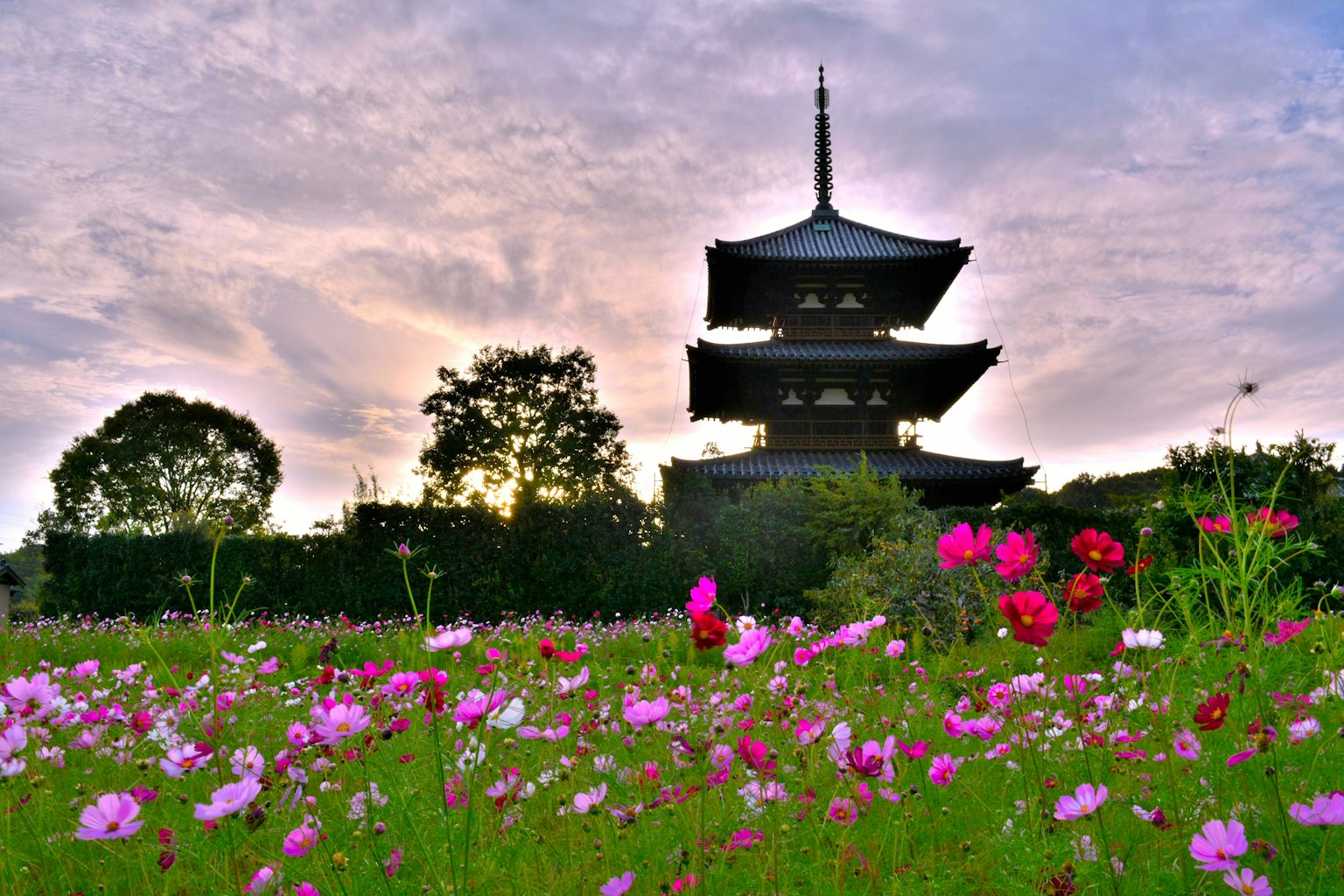 Silhouette d'une pagode à cinq étages entourée de fleurs de cosmos en fleurs