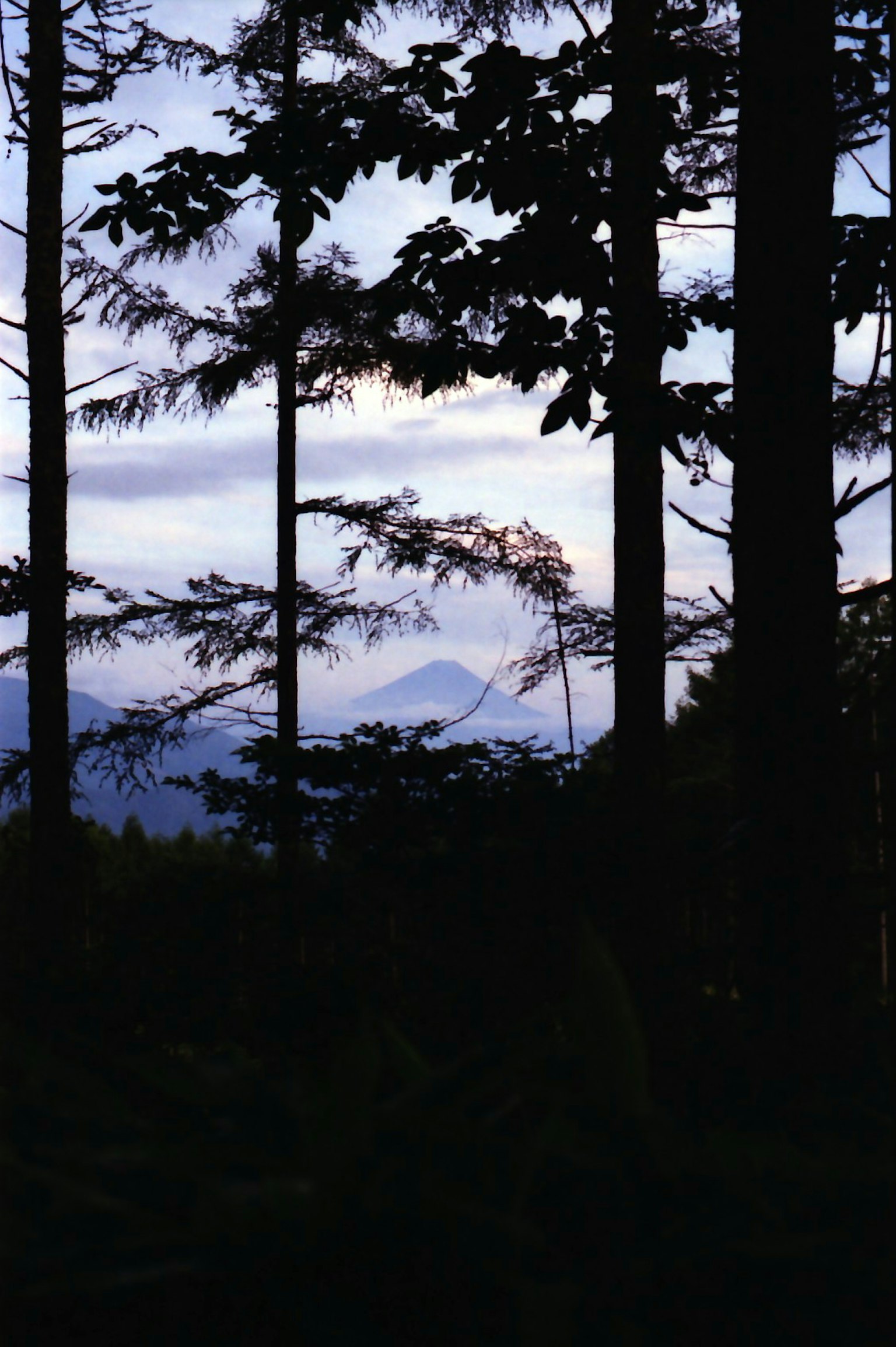 木々の間から見える山のシルエットと薄明かりの空
