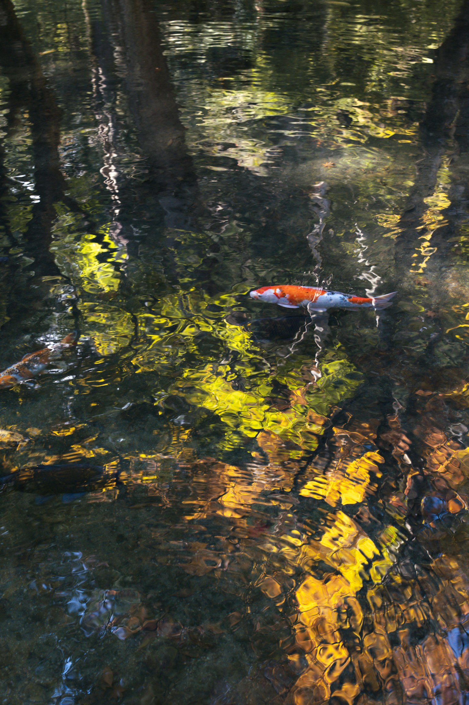 水面に浮かぶ鯉と色とりどりの反射が映る静かな池