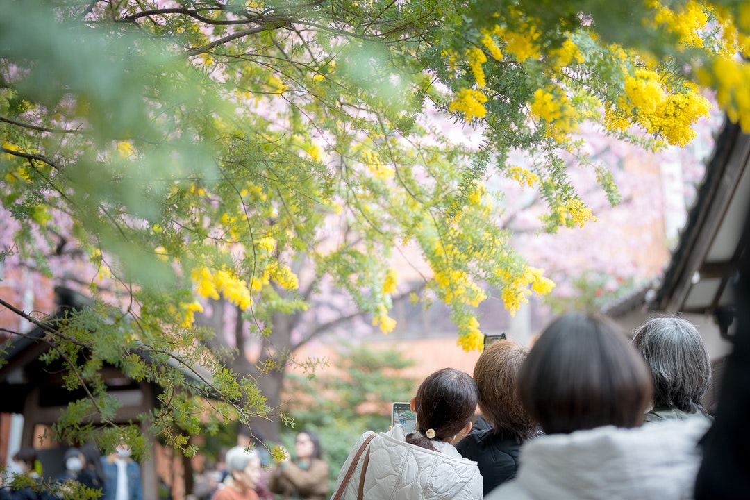 ミモザと河津桜の並木を見上げる人々の後ろ姿
