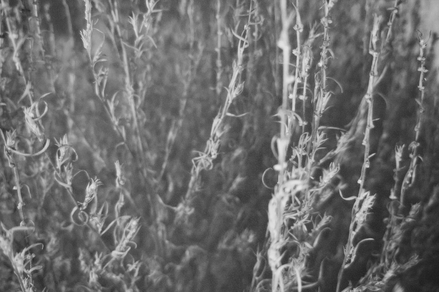 白黒の抽象的な植物のようなテクスチャが垂れ下がっている画像
