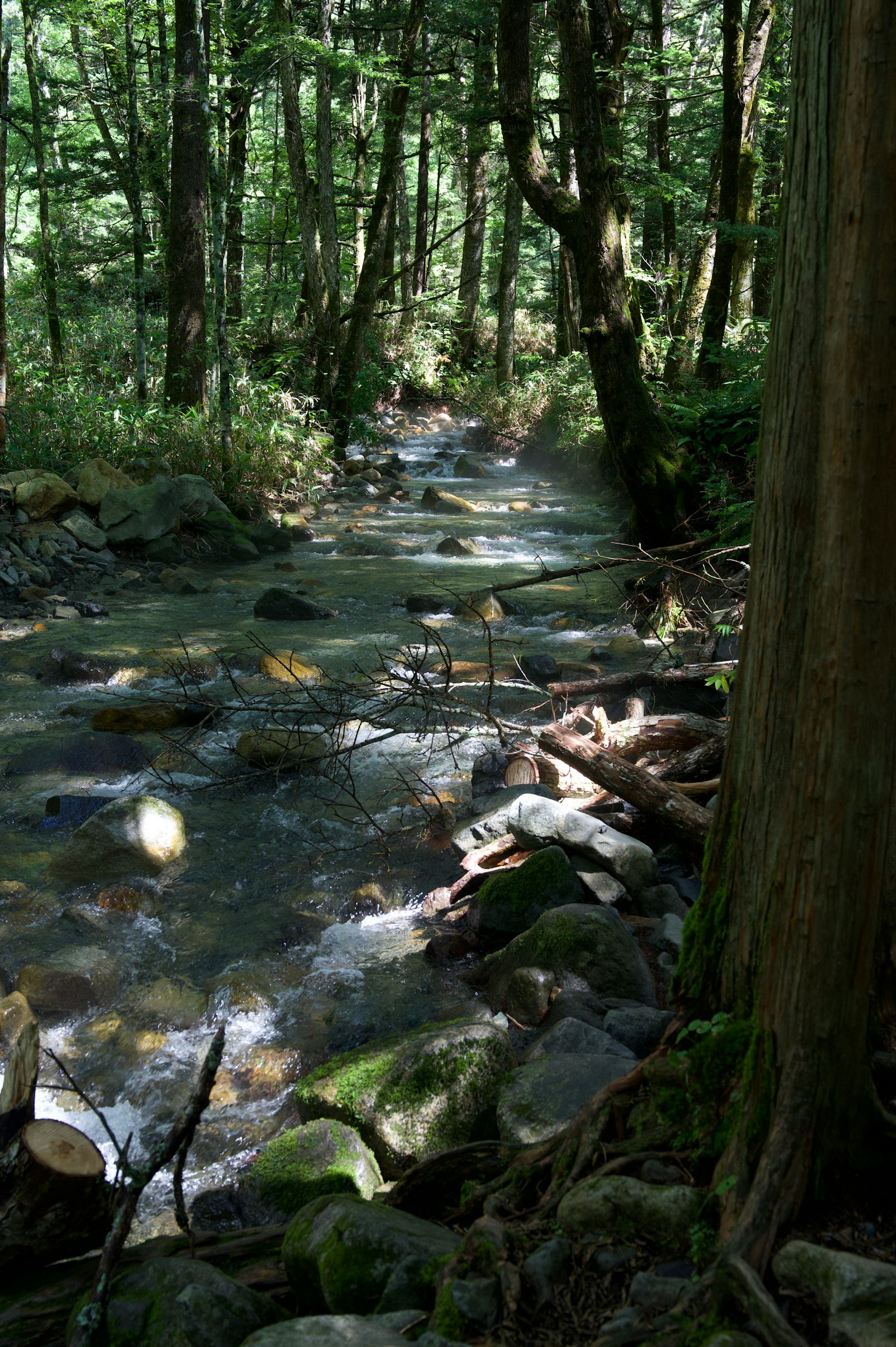 Scenic view of a stream flowing through lush green forest
