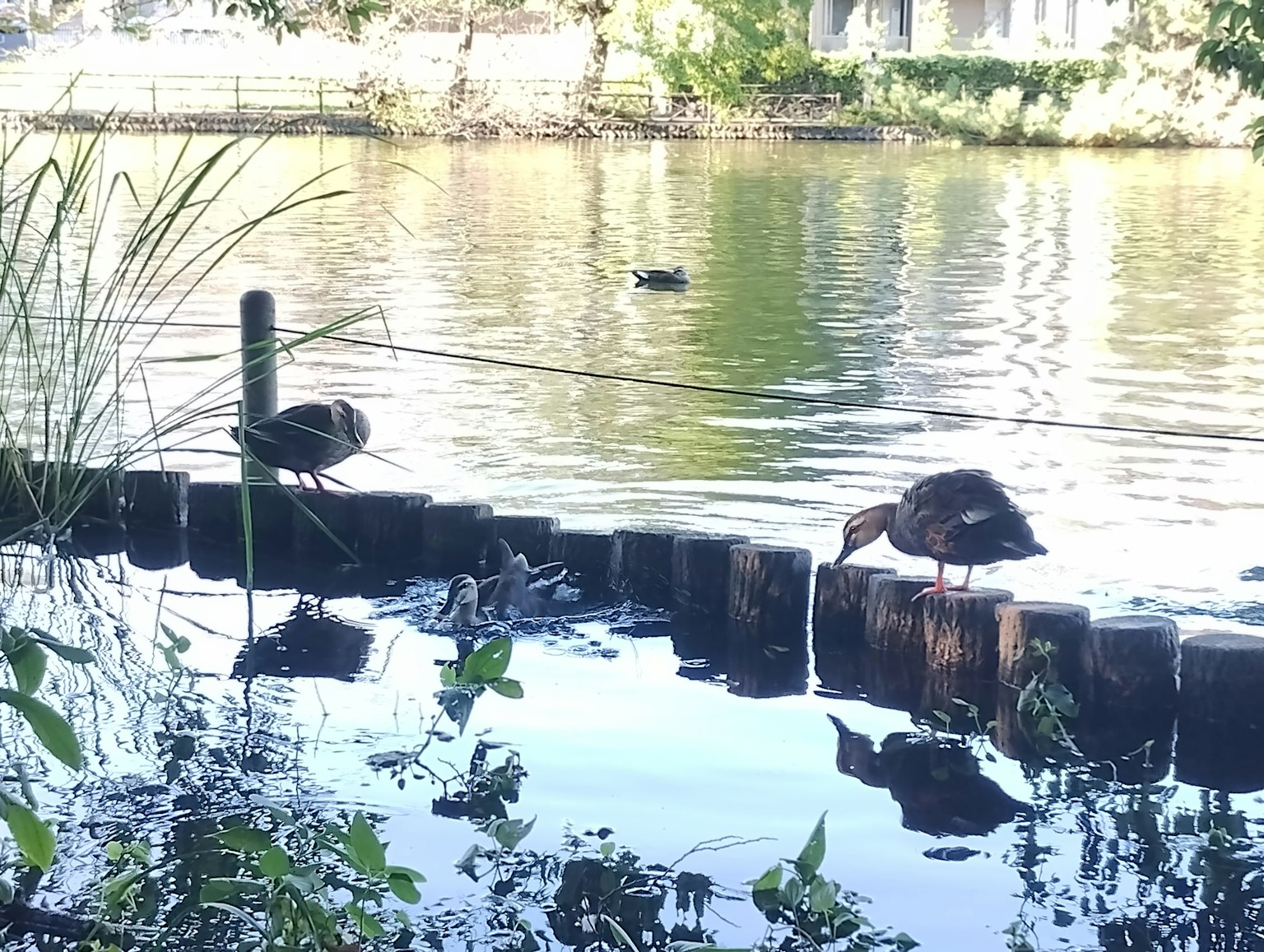 Deux canards au bord d'un lac calme avec un paysage naturel