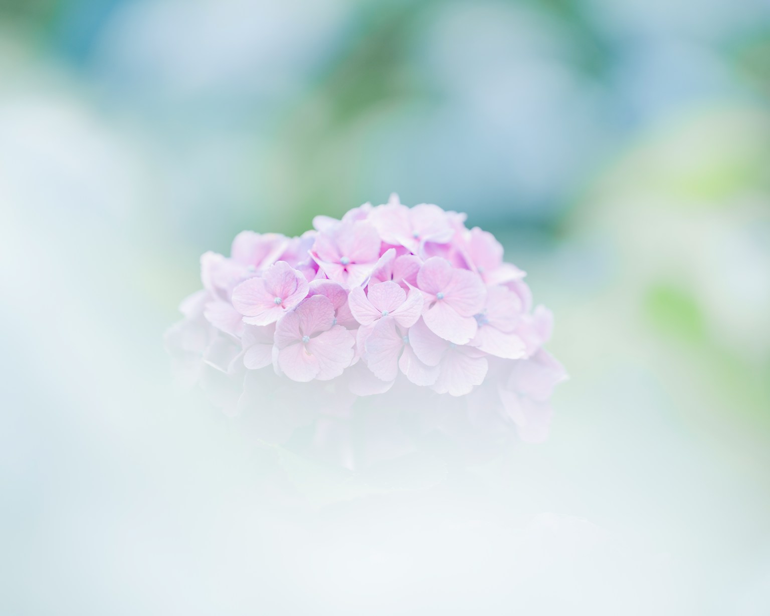 ดอกไม้สีชมพูอ่อนบนพื้นหลังสีน้ำเงินและขาวที่เบลอ