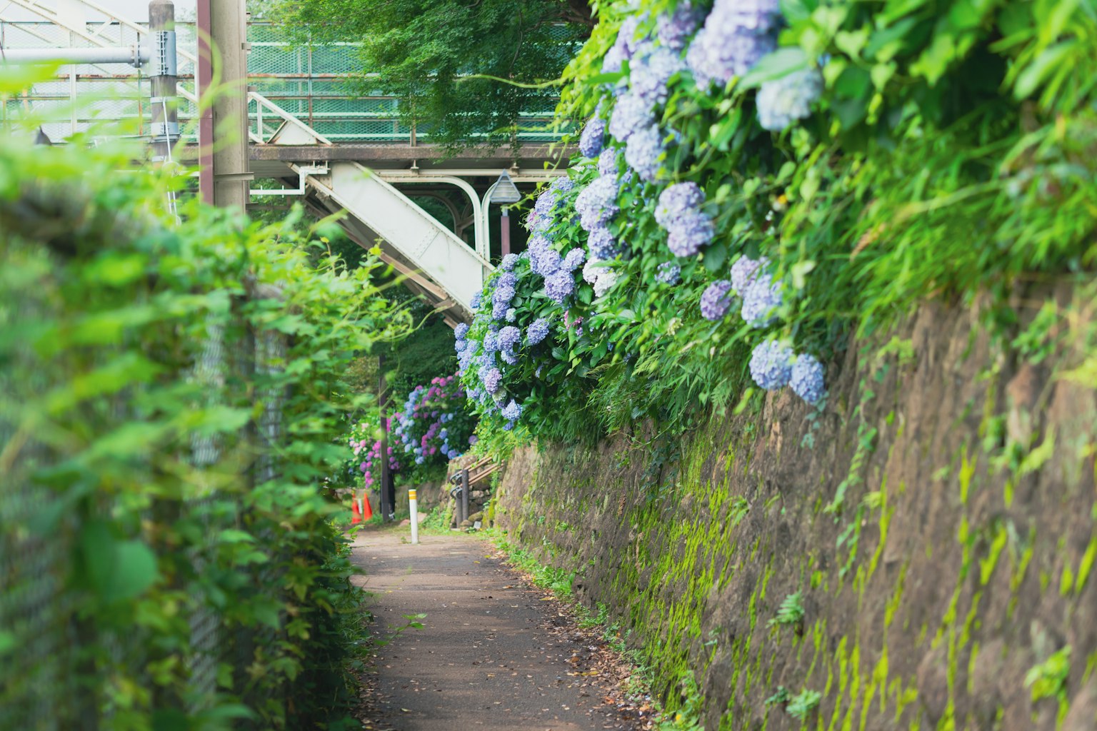 Sentiero stretto fiancheggiato da ortensie blu e vegetazione lussureggiante