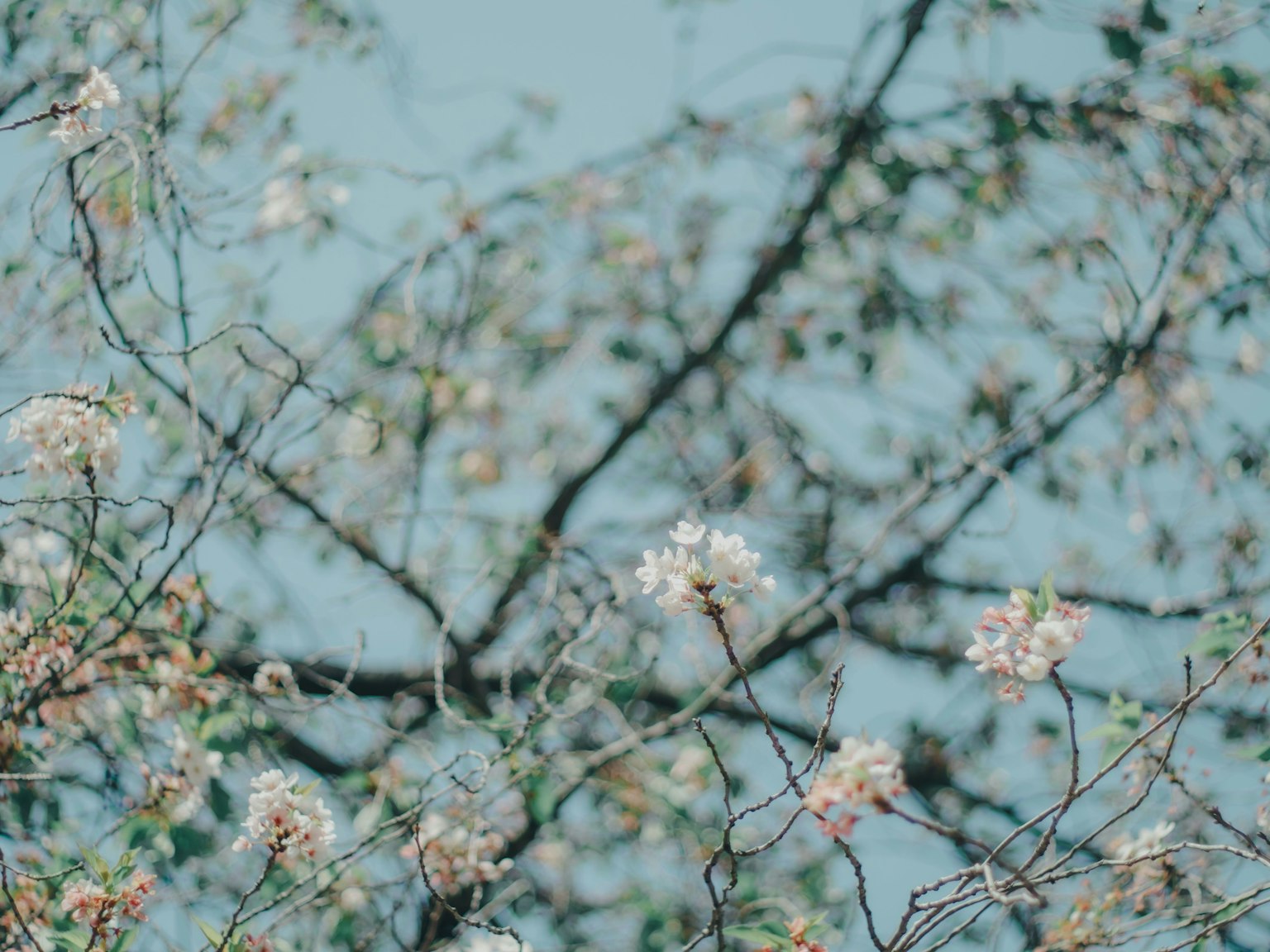 Kedekatan bunga sakura dan cabang di latar belakang langit biru