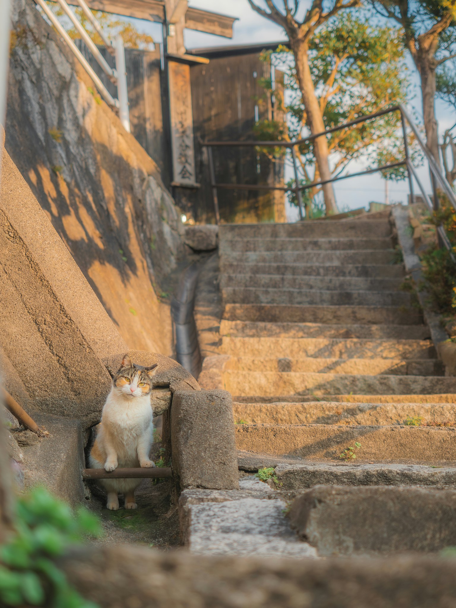 Chat assis devant des escaliers avec la lumière du soleil illuminant la scène