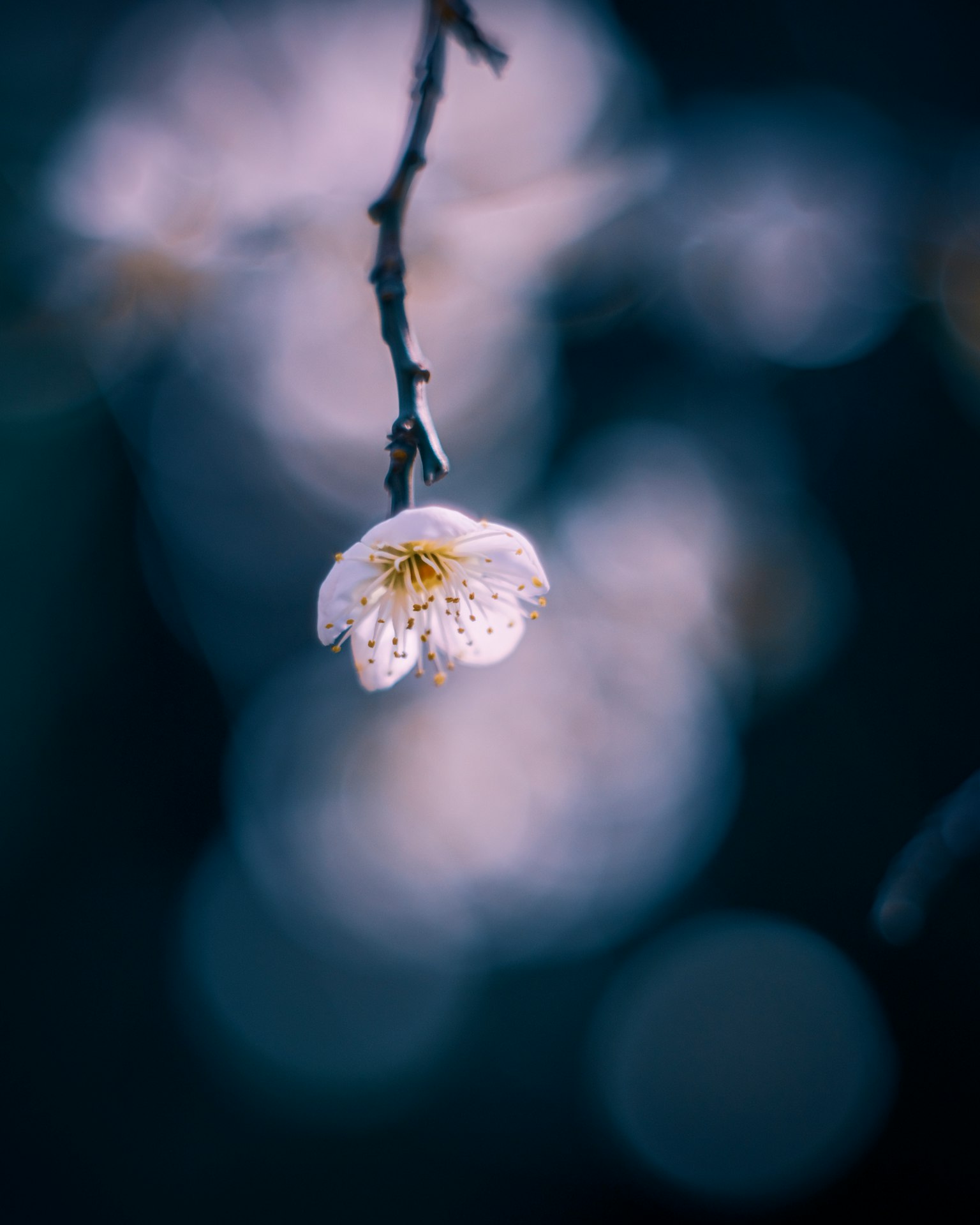 Acercamiento de una flor blanca sobre un fondo oscuro borroso