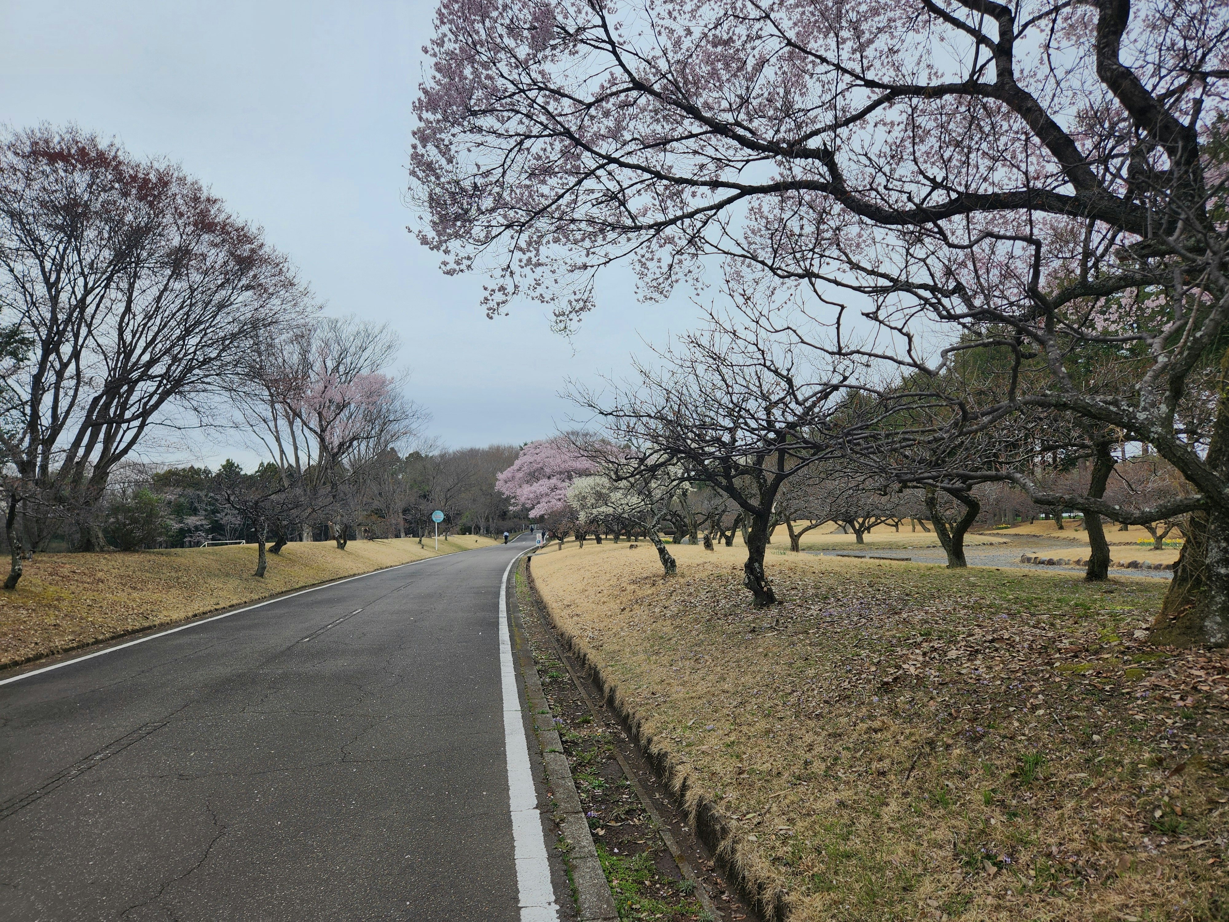 井頭公園の桜並木が続く園路の春景色
