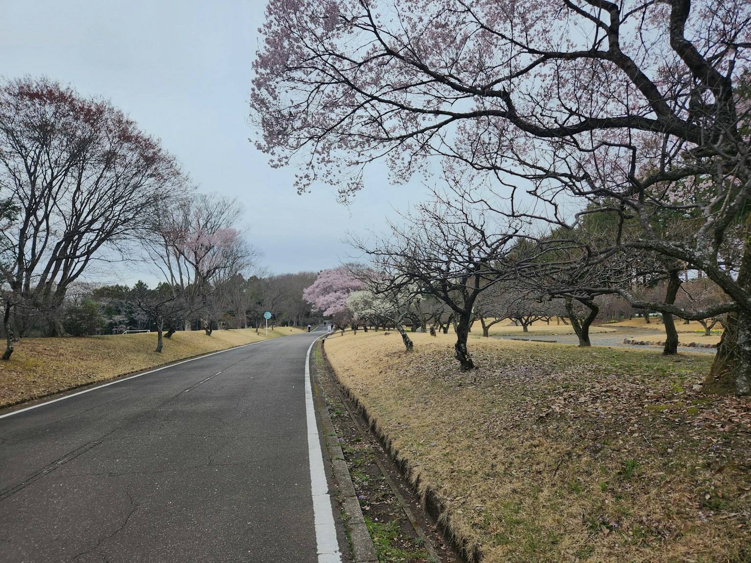Pemandangan indah pohon sakura di sepanjang jalan sepi dengan rumput kering