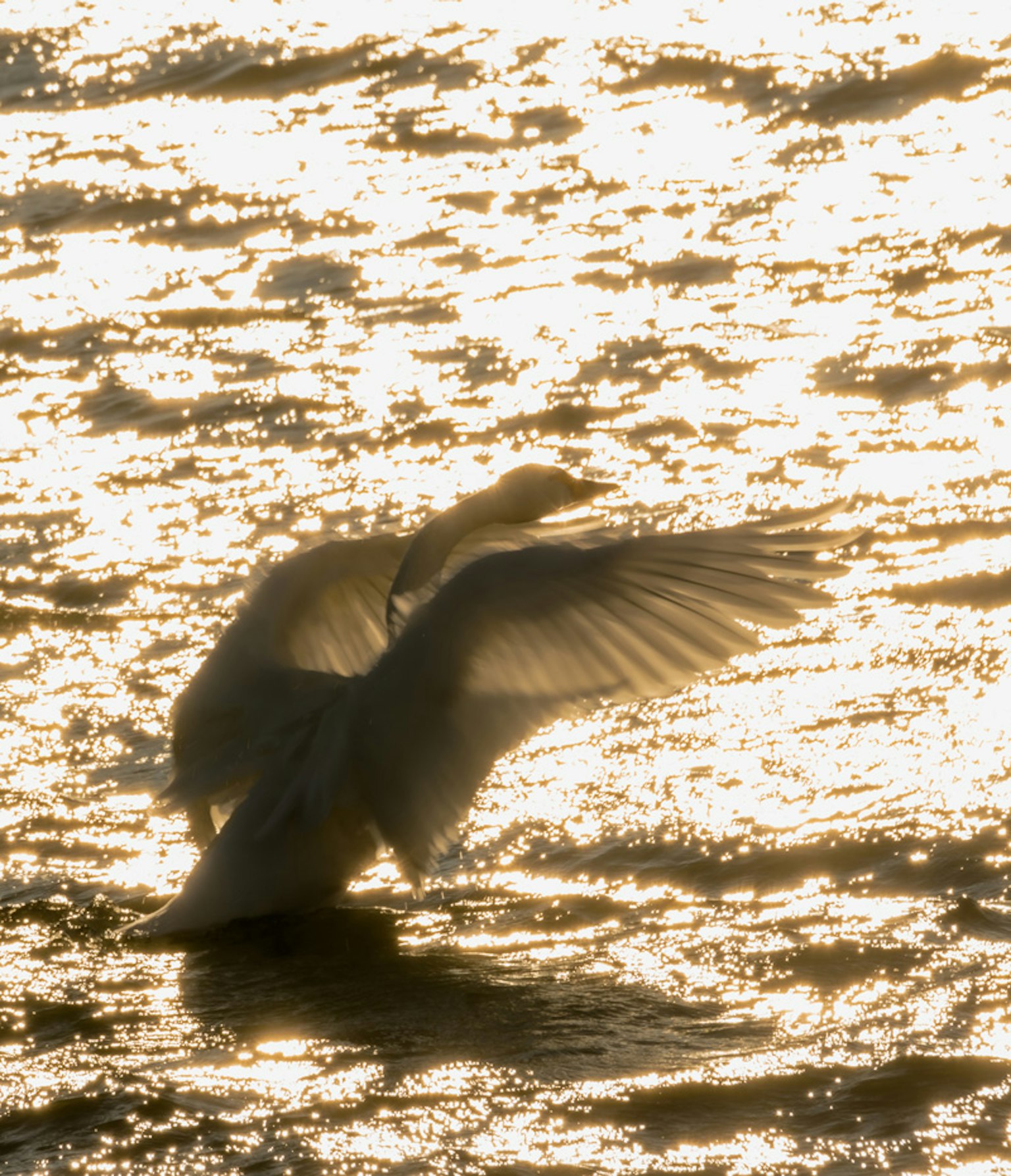 A white bird spreading its wings over shimmering water