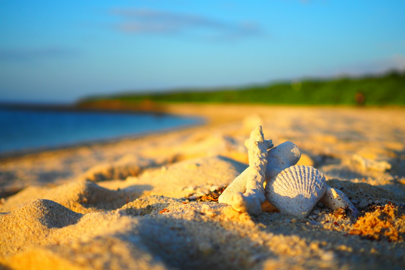 Coquillages blancs sur une plage de sable avec ciel bleu et océan