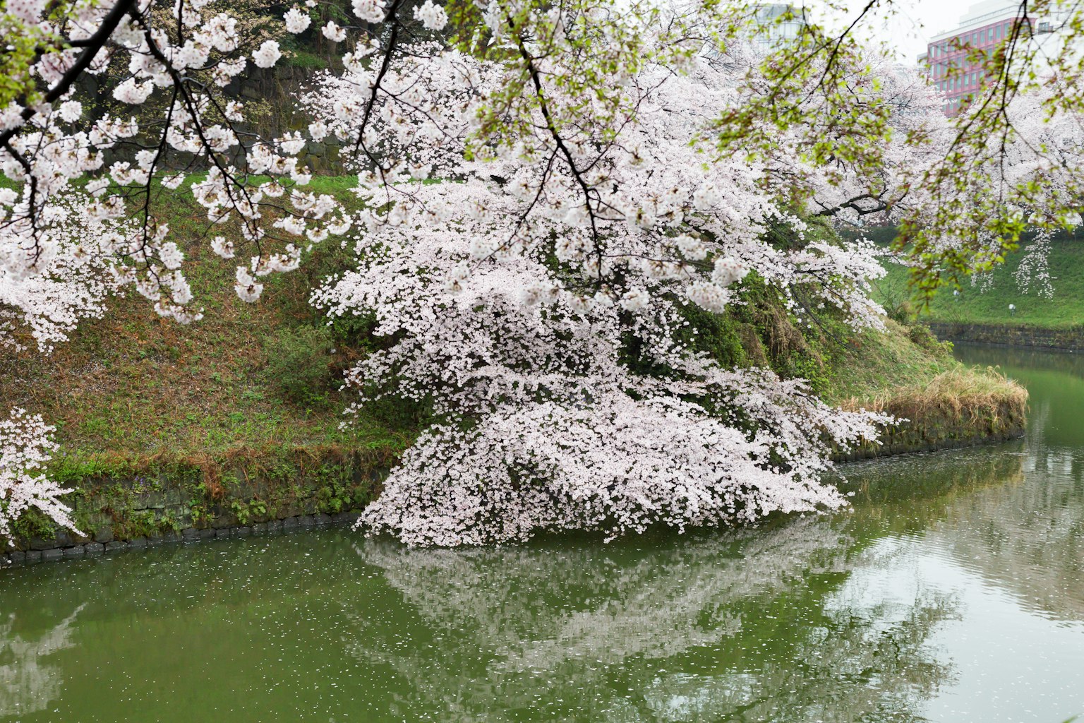 Fiori di ciliegio che sbocciano vicino a un fiume sereno