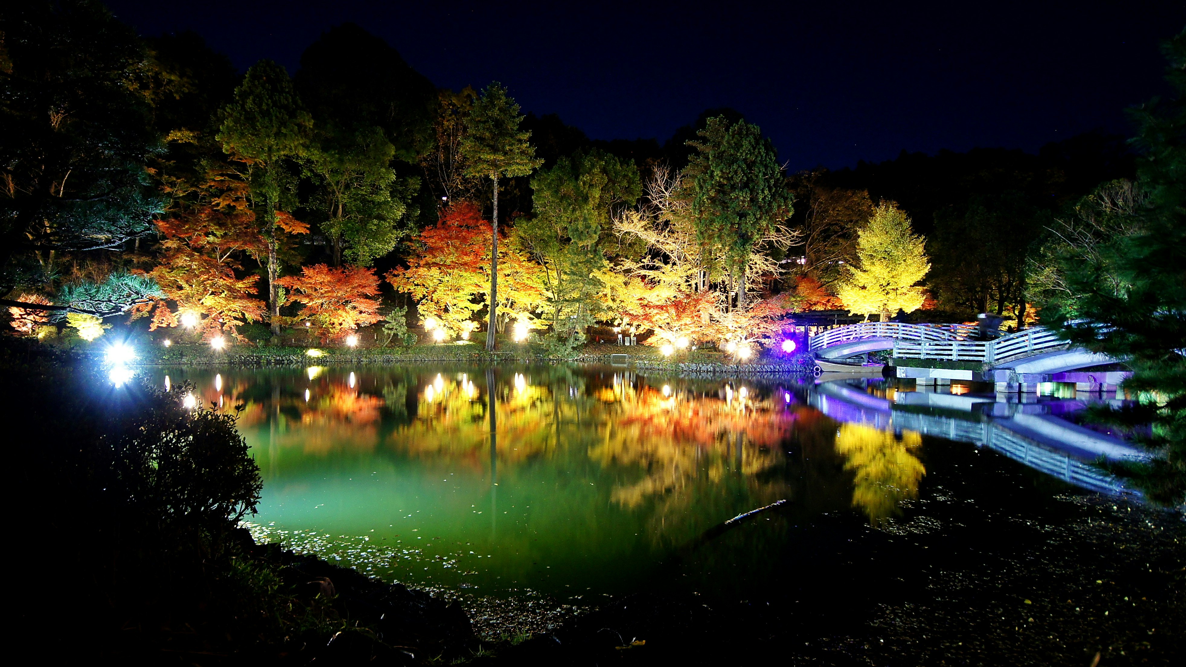 紅葉が彩る薬師池公園の池畔ライトアップの夜景