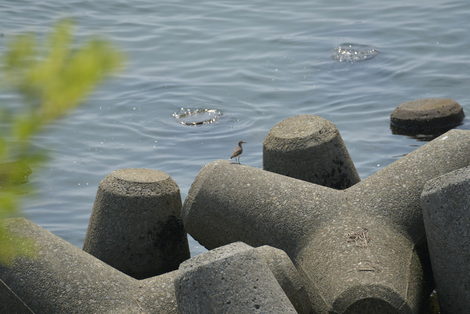 Ein kleiner Vogel auf einem Betonbrecher am Wasser mit Wellen auf der Oberfläche