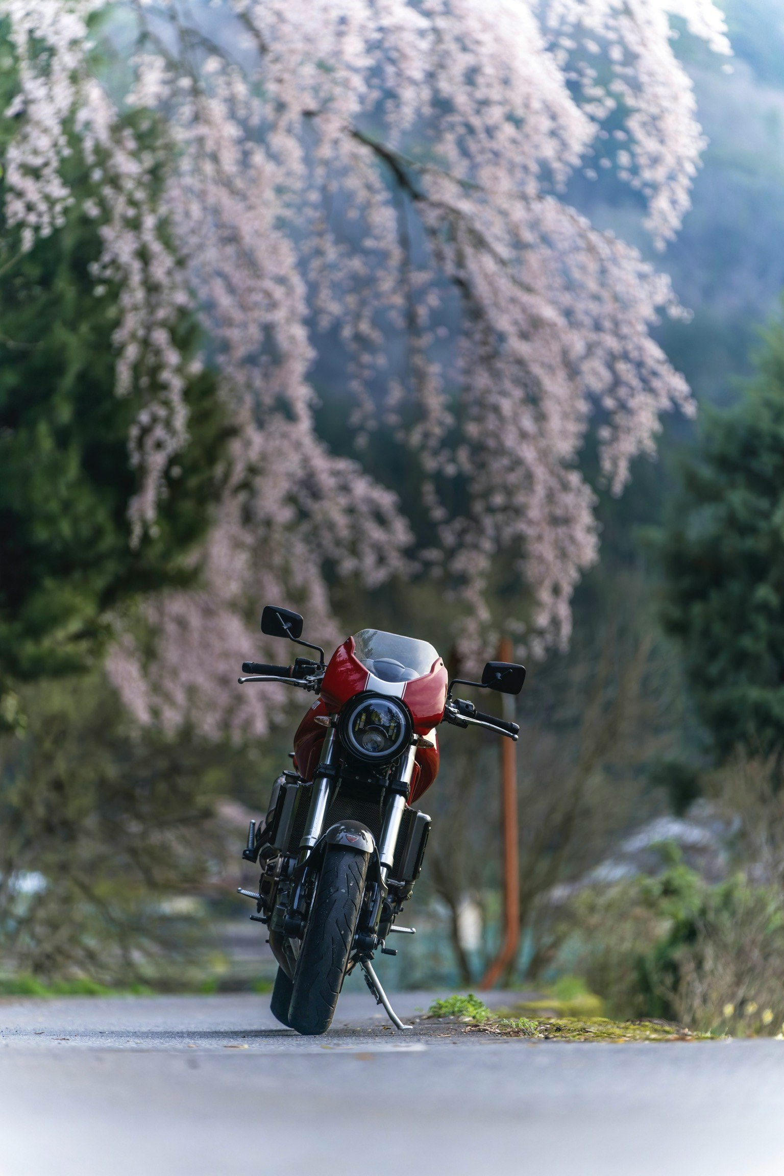 一辆摩托车停在樱花树下