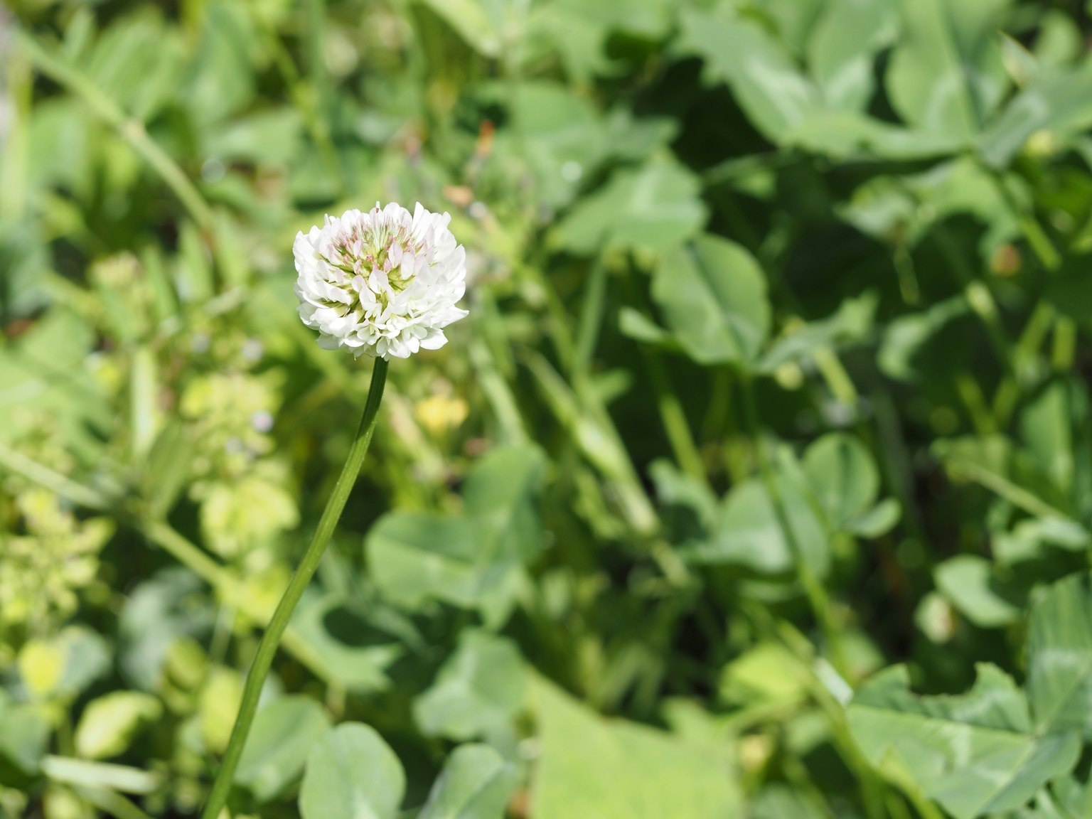 A white flower blooming among green clover leaves