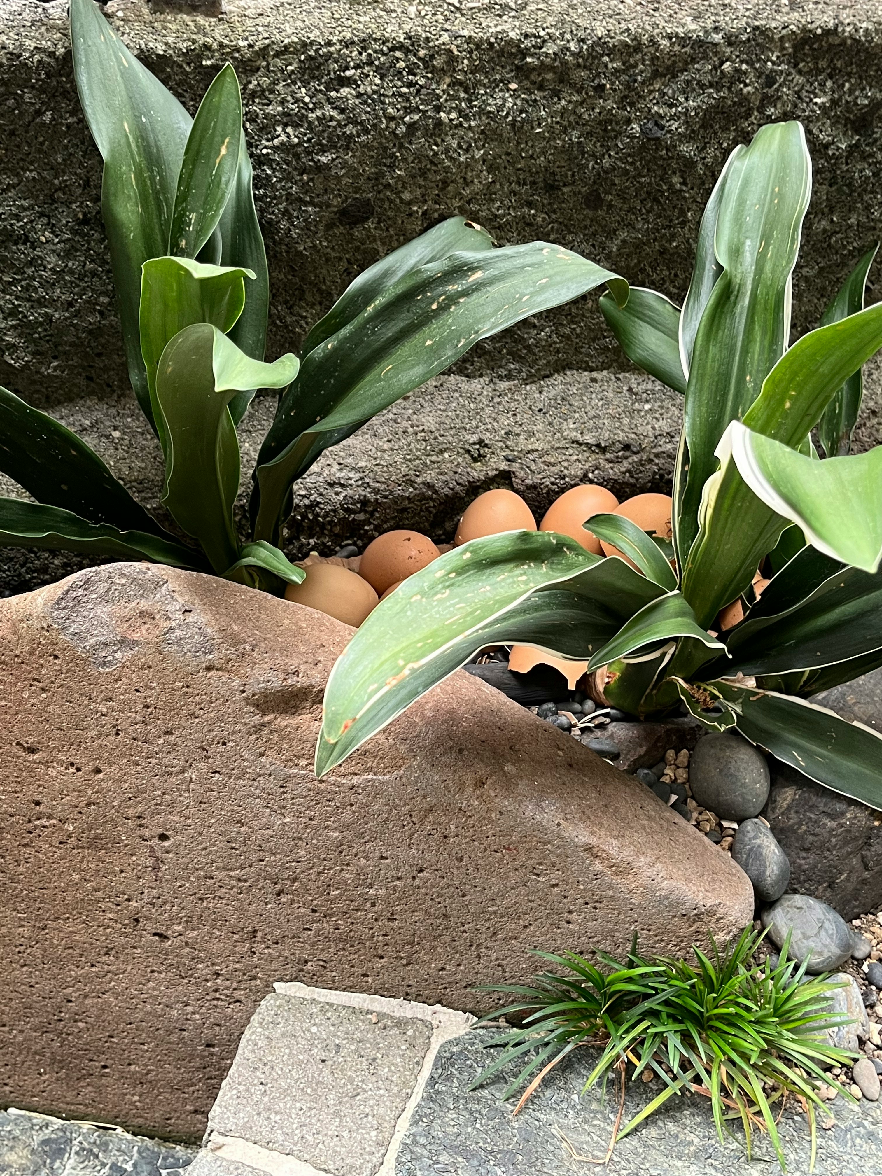 石の間に植えられた葉と卵のような飾りのある庭の小さな花壇