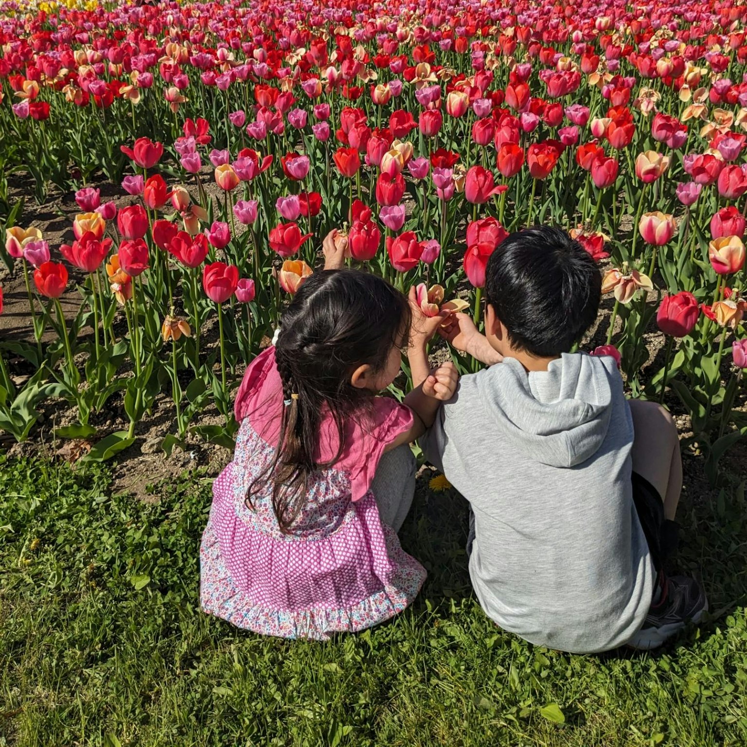 Bambini che giocano davanti a un campo di tulipani colorati