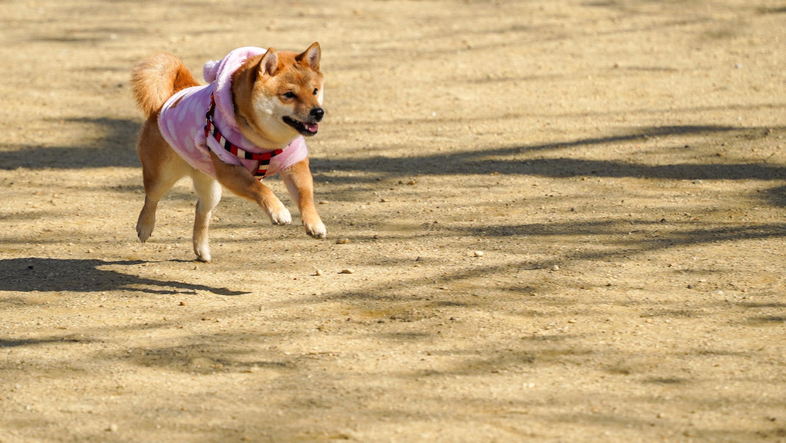 Shiba Inu che indossa un vestito rosa che corre su terreno sabbioso