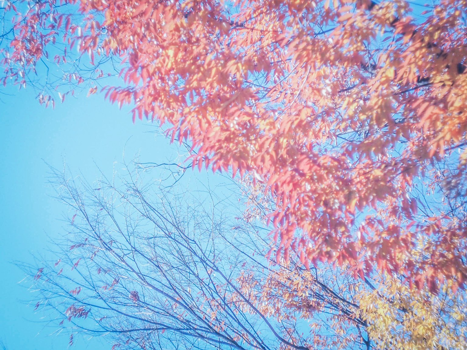Herbstlaub in Rosatönen vor einem klaren blauen Himmel