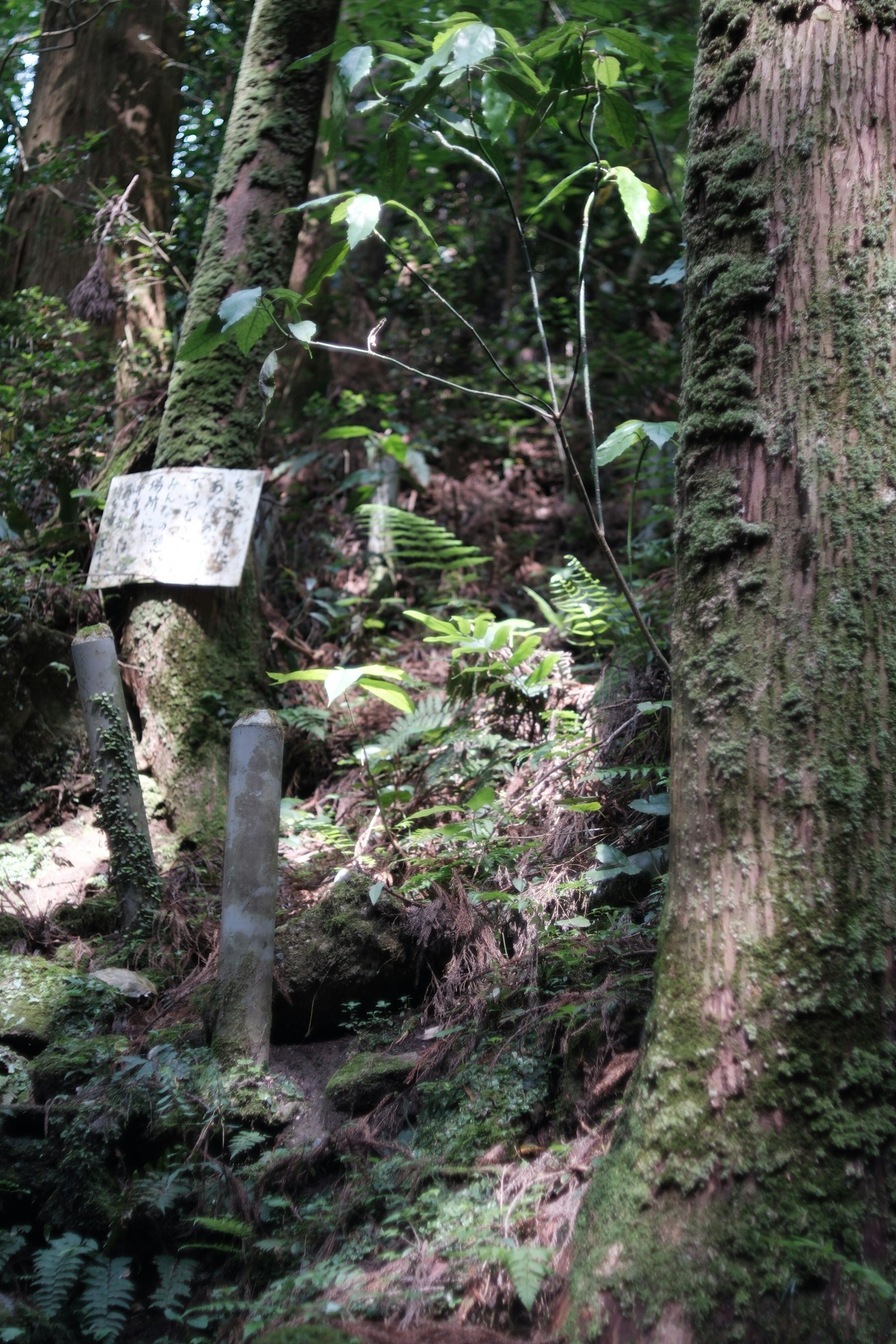 Un vecchio cartello in una foresta verdeggiante con grandi alberi