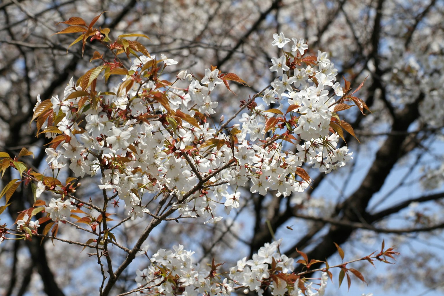 Kirschblüten mit frischen grünen Blättern in einer Frühlingsszene