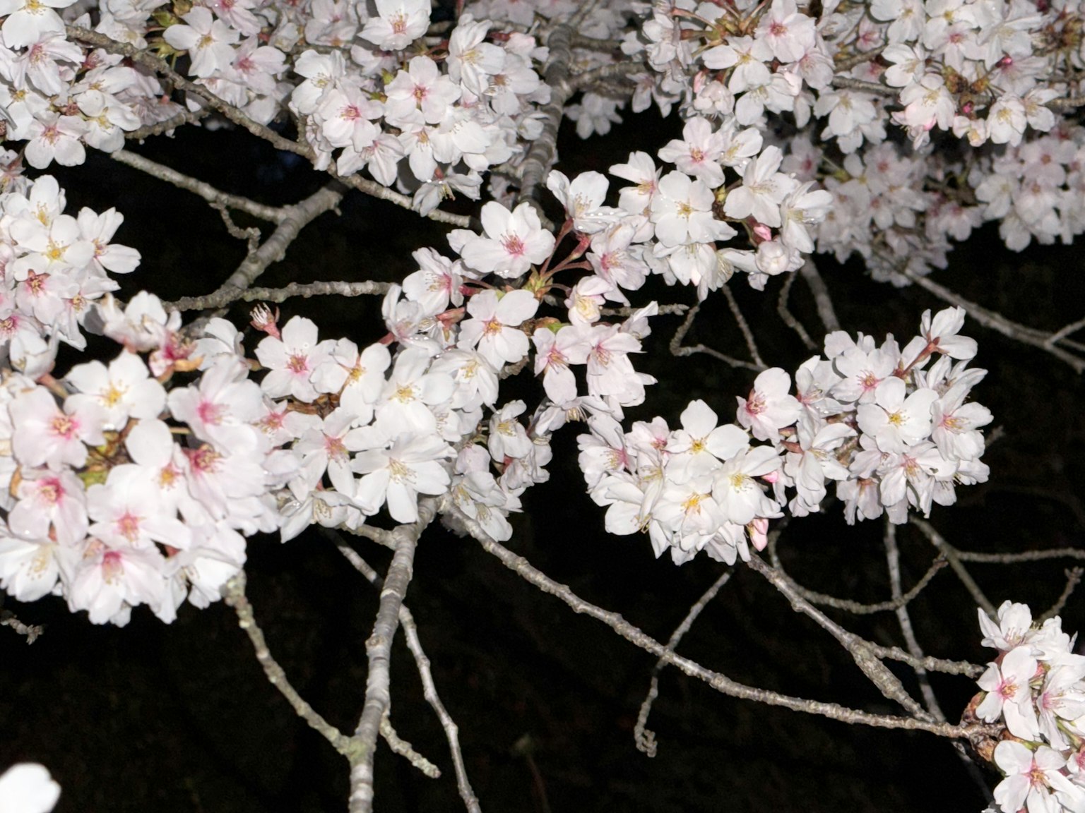 樱花枝条的特写,白色花瓣带有柔和的粉色中心