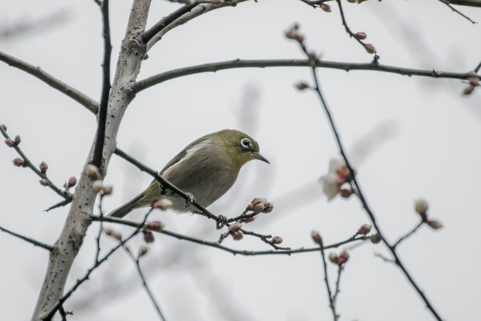 栖息在樹枝上的日本白眼鳥