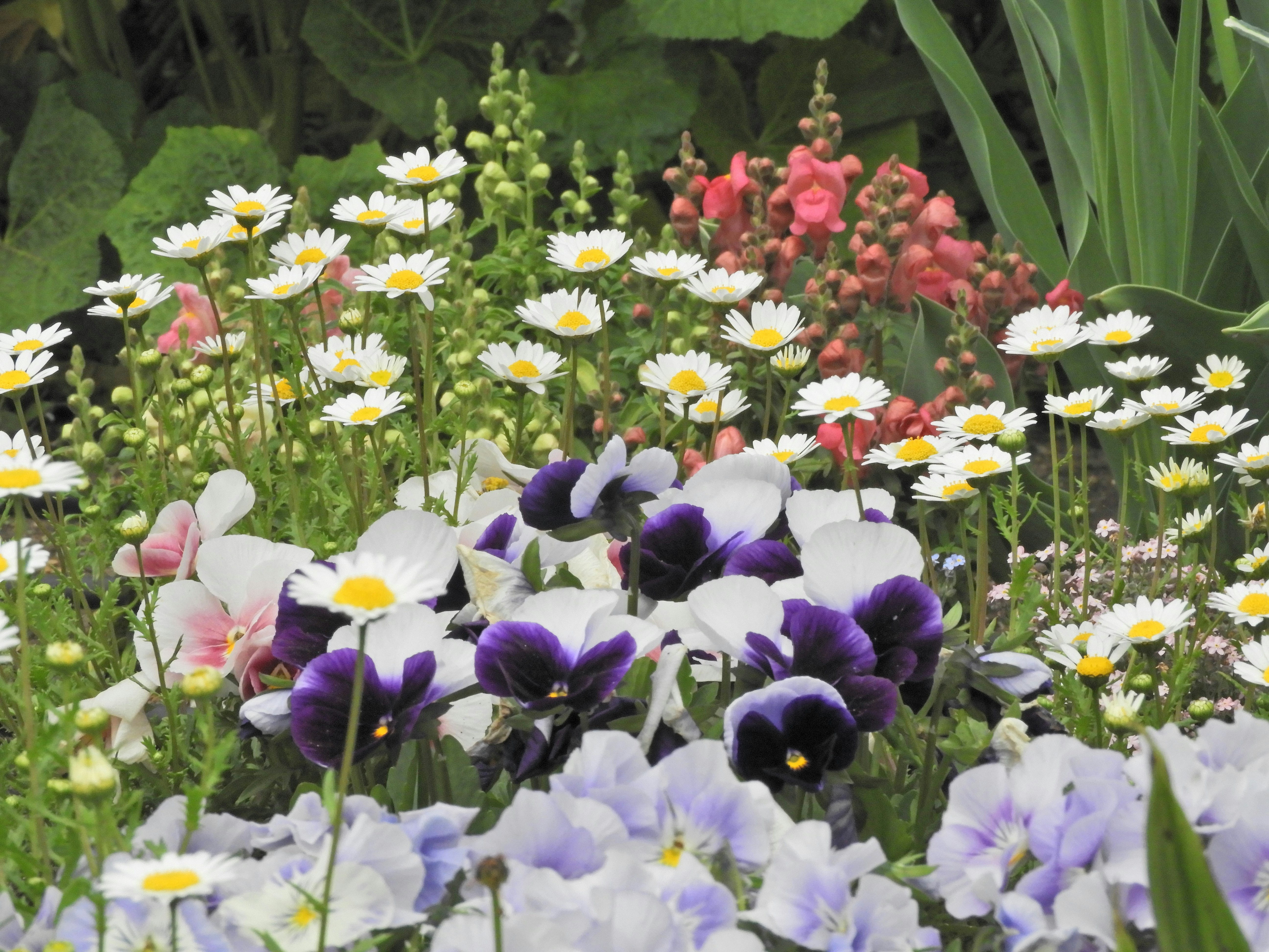 fiori colorati in piena fioritura in un’aiuola