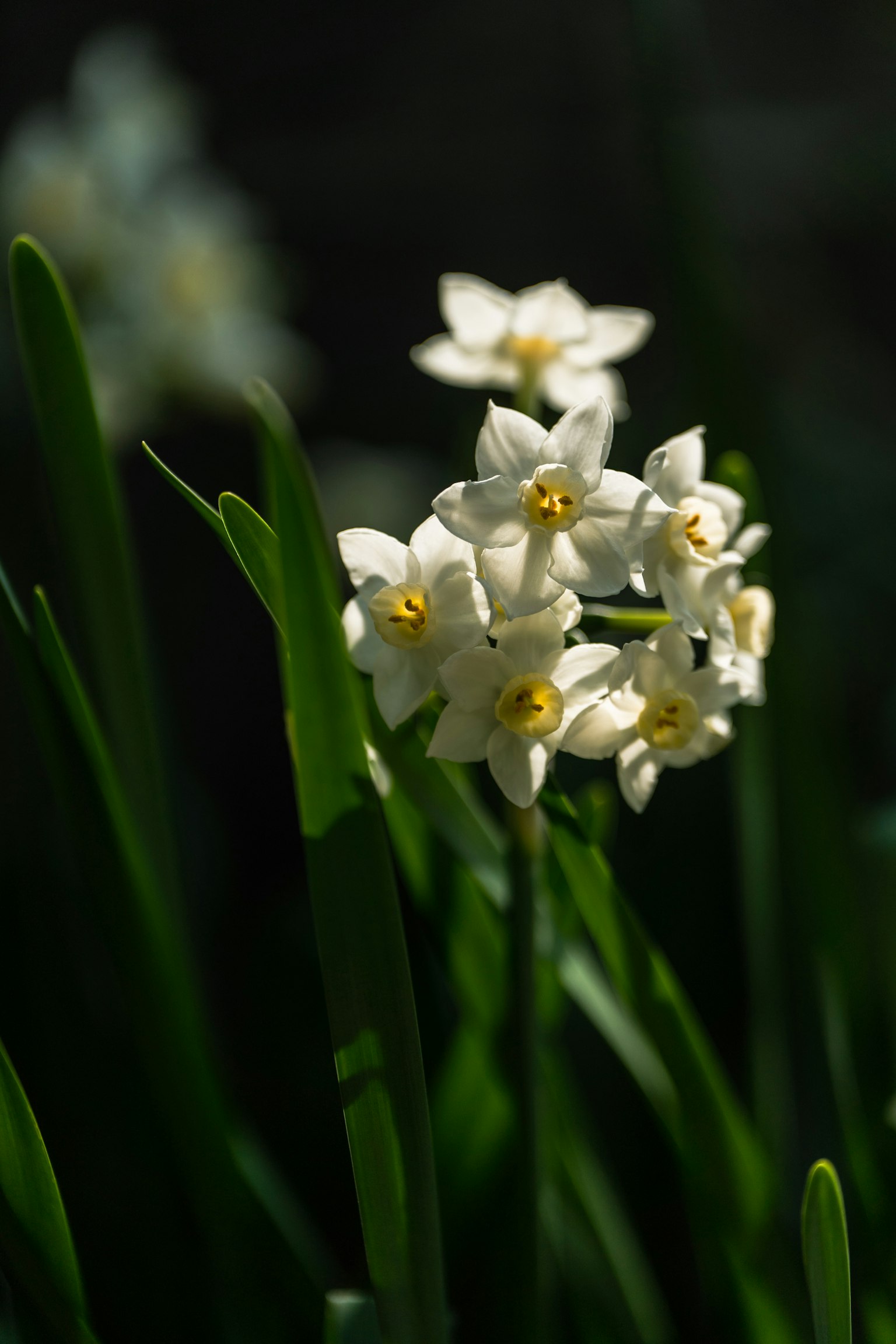 Close-up of white flowers with green leaves