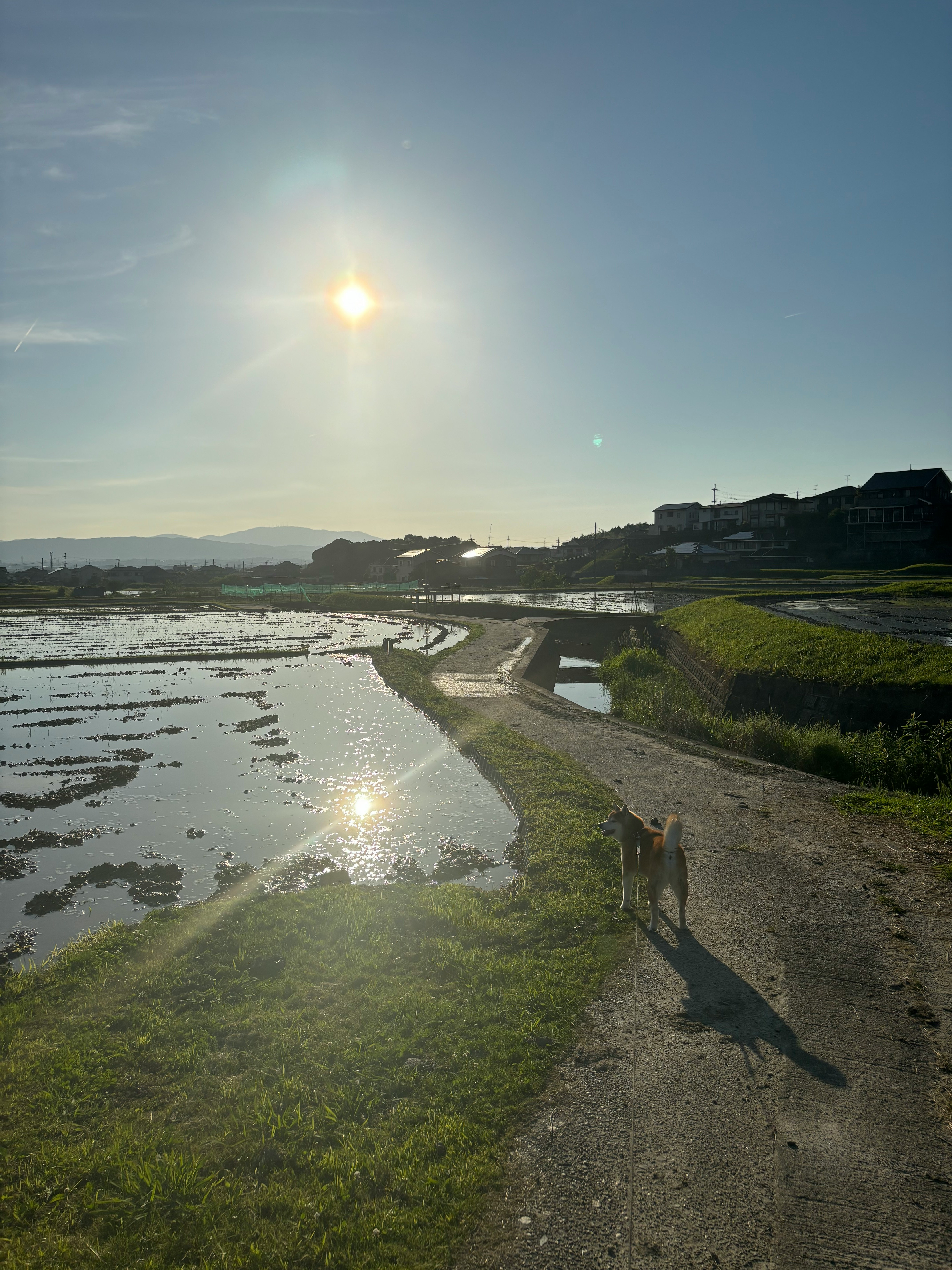 田んぼに映る夕日と柴犬の散歩道
