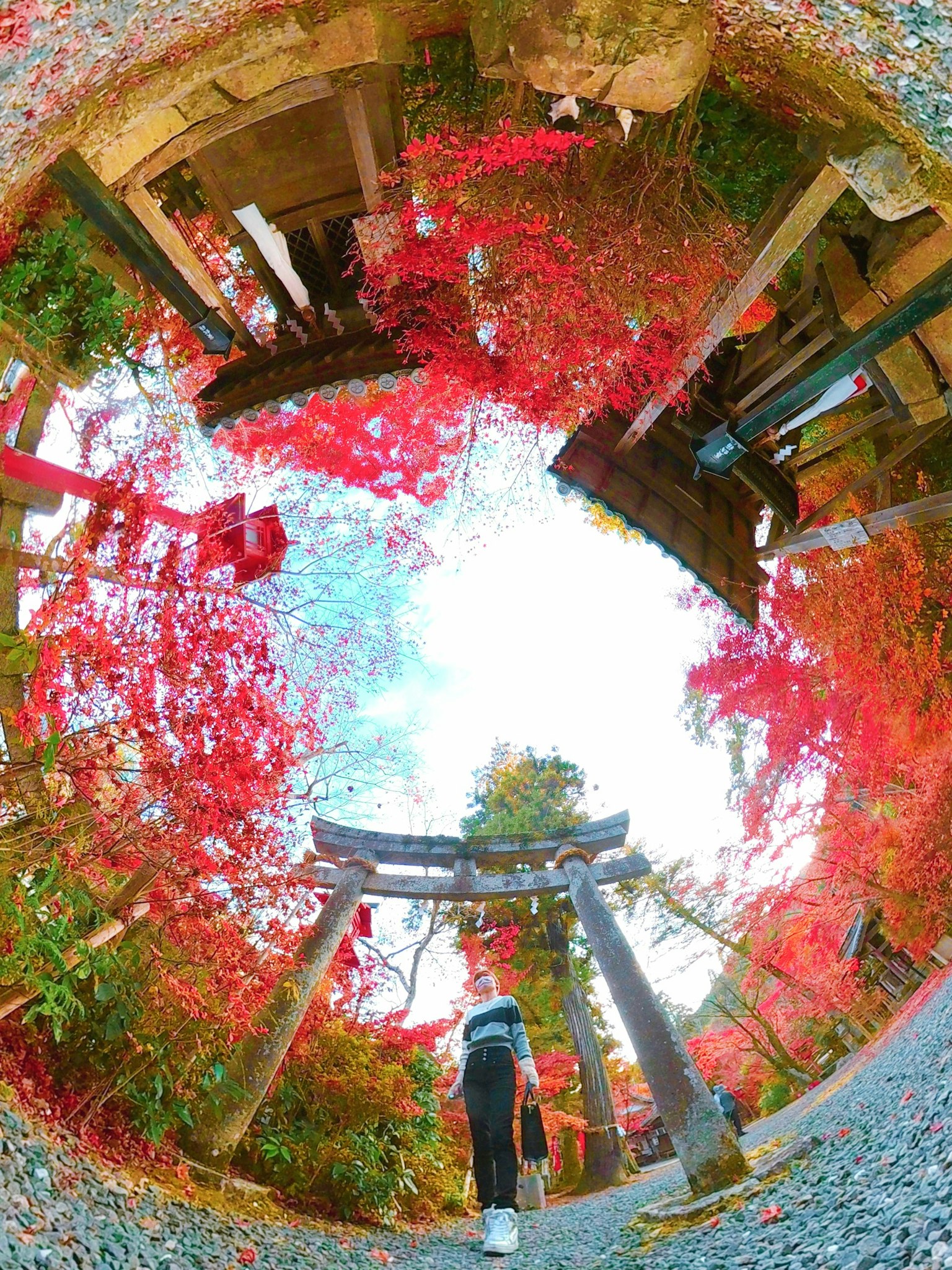 Scenic view of a shrine gate surrounded by vibrant autumn leaves